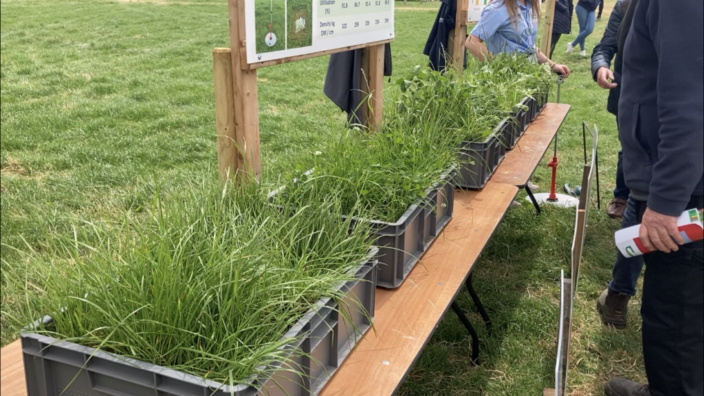 Grass-only /grass + WC /grass + RC /grass + chicory /grass + plantain