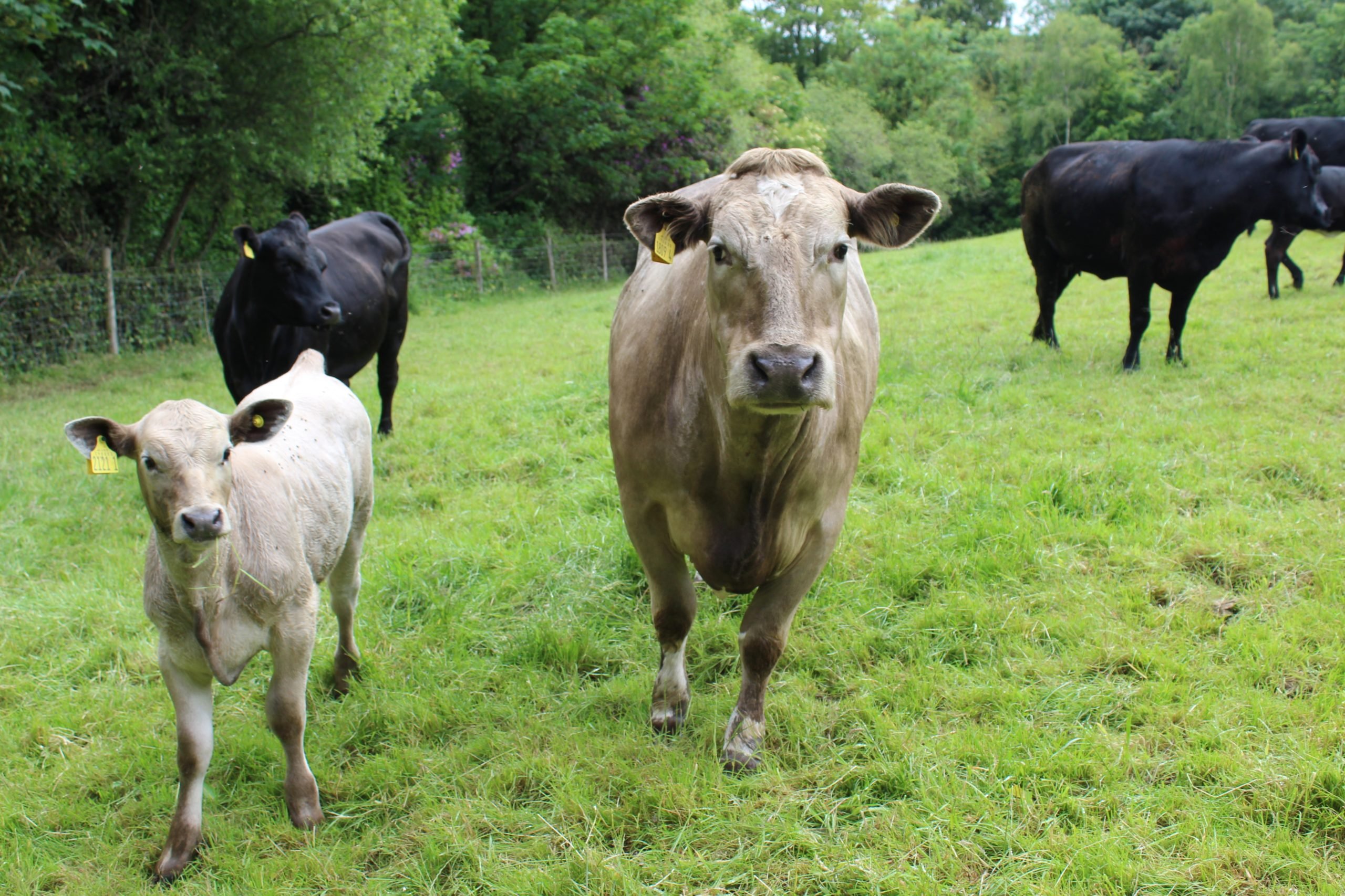 Synchronisation is now routinely used on the suckler herd at SaintfieldHouse Estate in Co. Down
