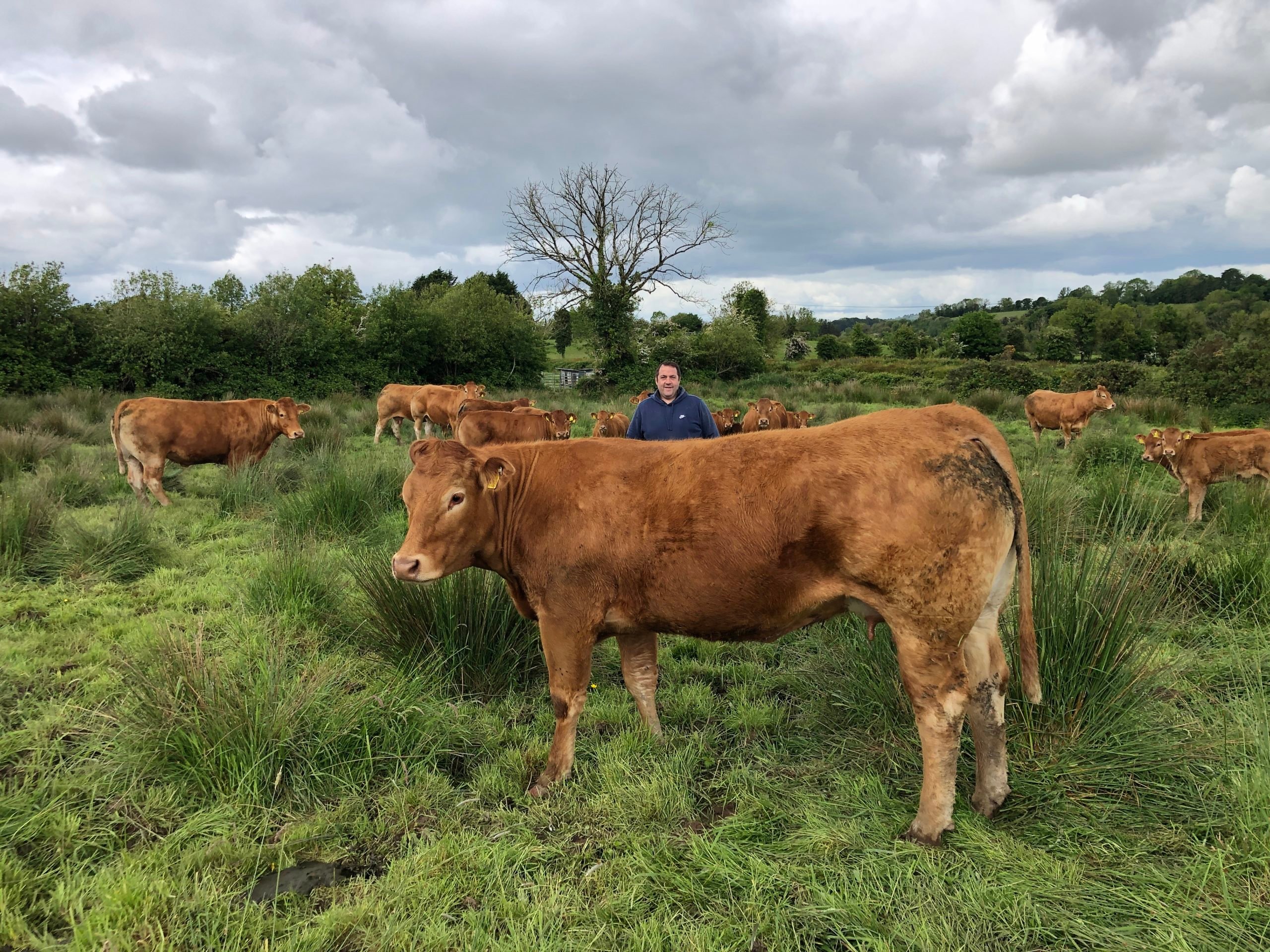 Philip Crowe pictured with his 'powerful Limousin herd'