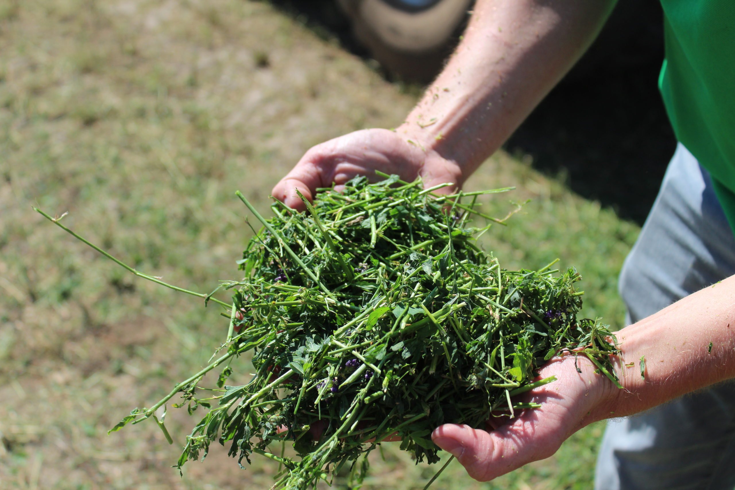 Alfalfa that was picked up and chopped by JUMBO 8000 forage wagon