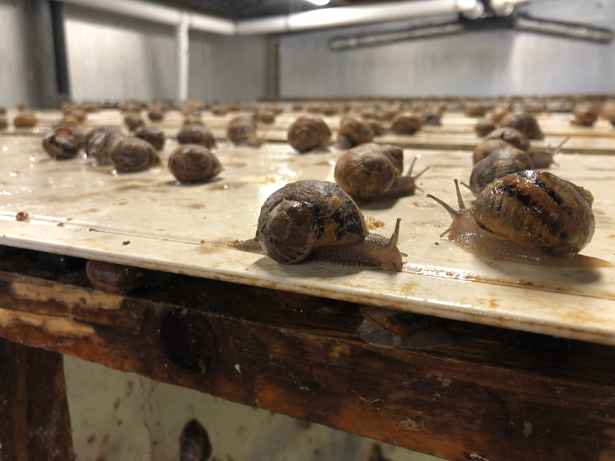 Snails on the breeding table