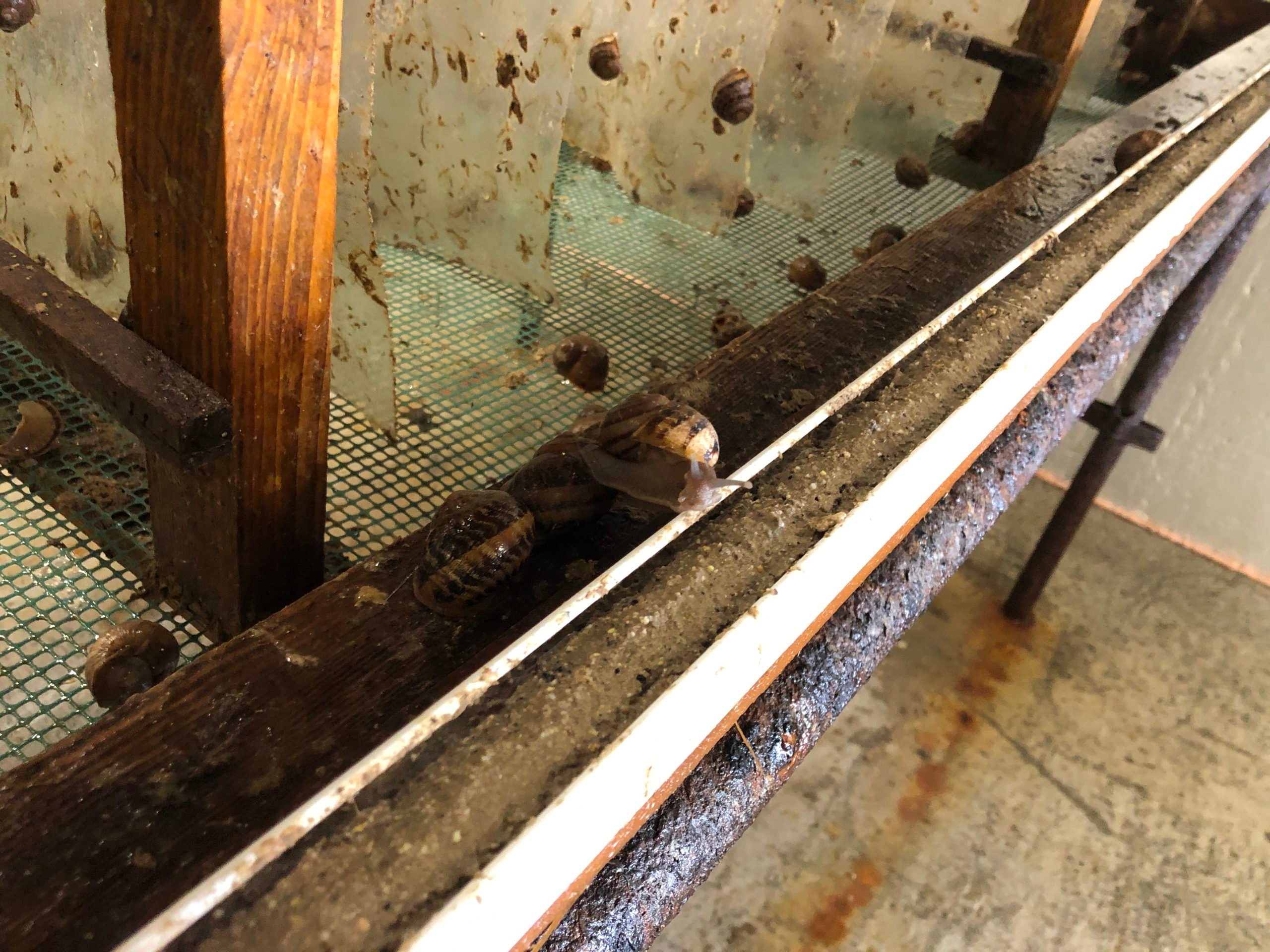 Salt fences to prevent snails from escaping