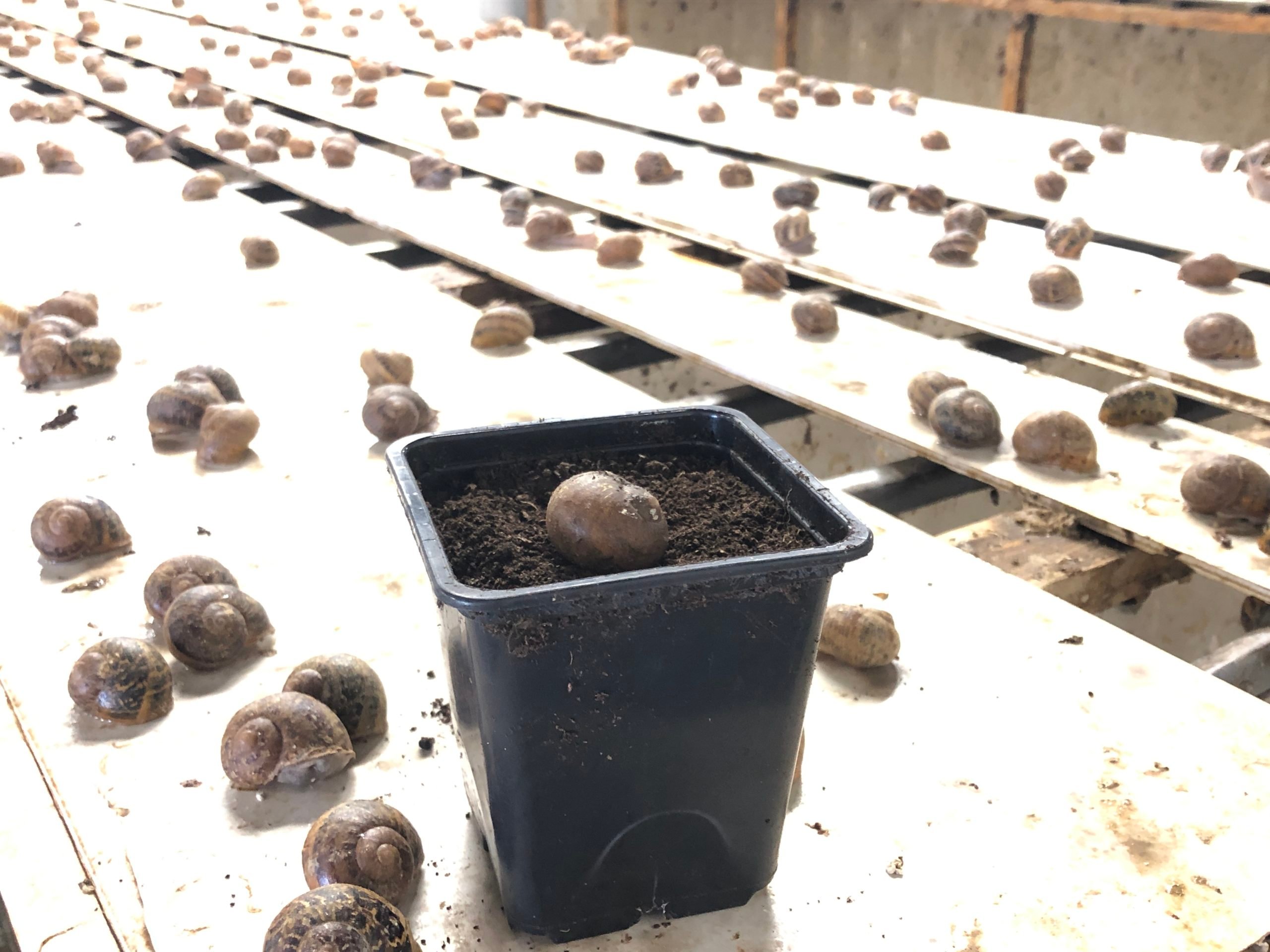 Laying pots where the snails lay eggs