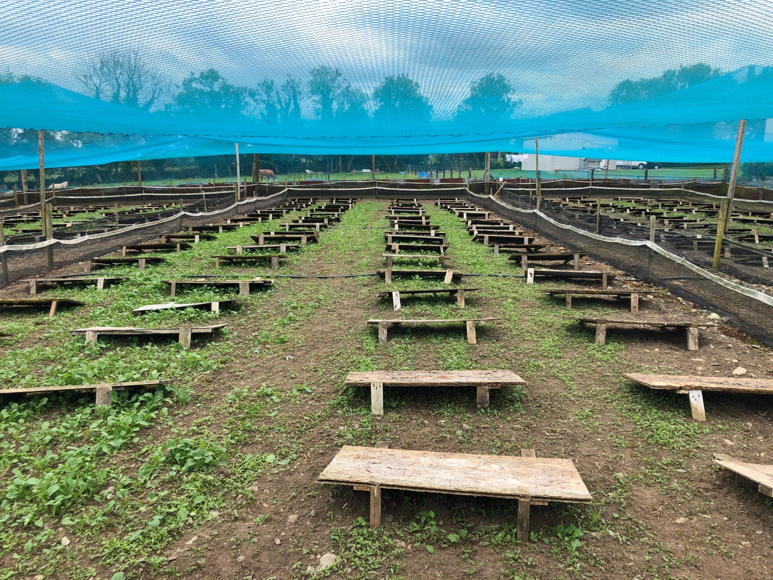 Boards for feeding snails that also provide shelter
