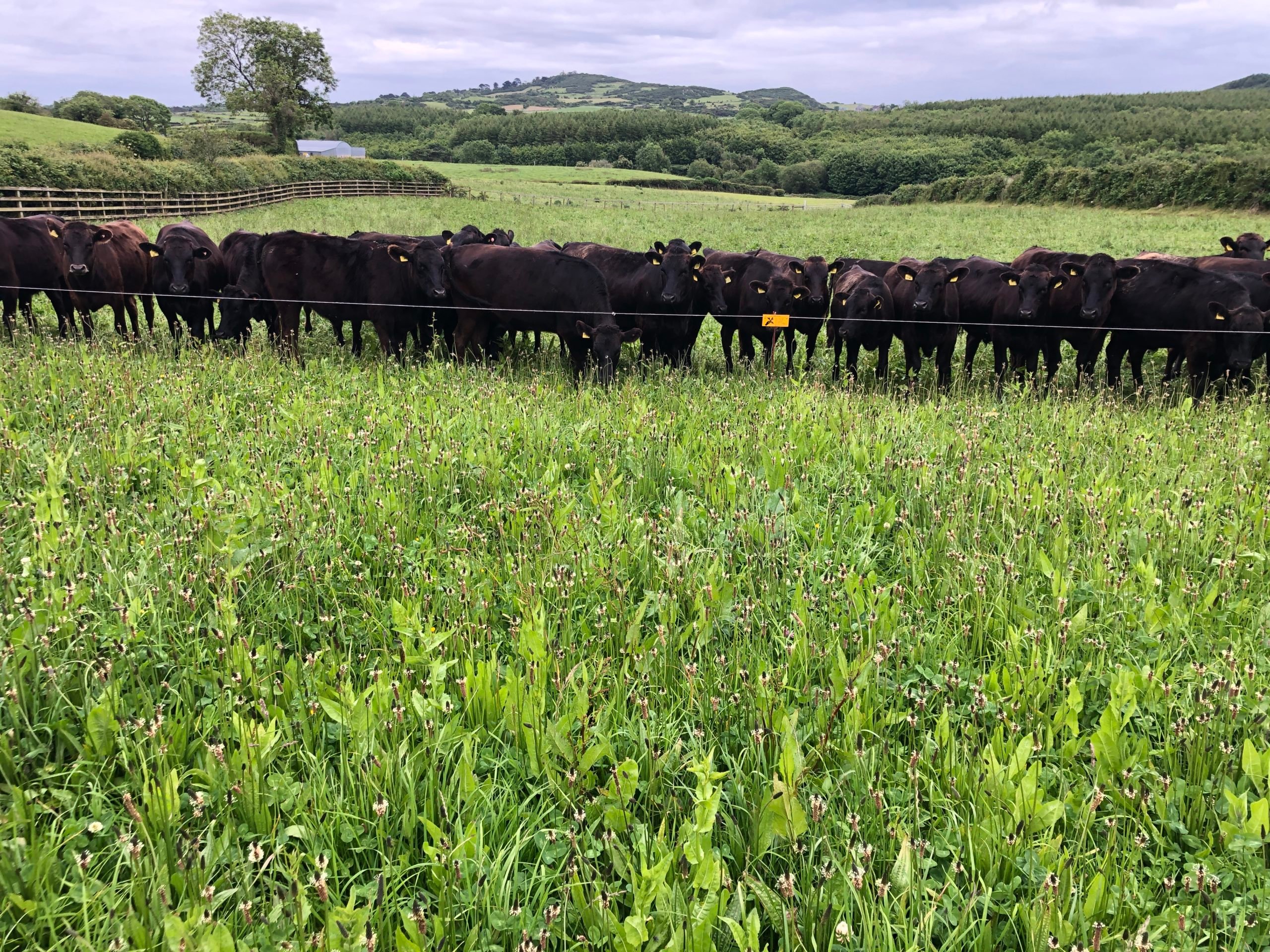 Wagyu-cross cattle grazing multi-species swards