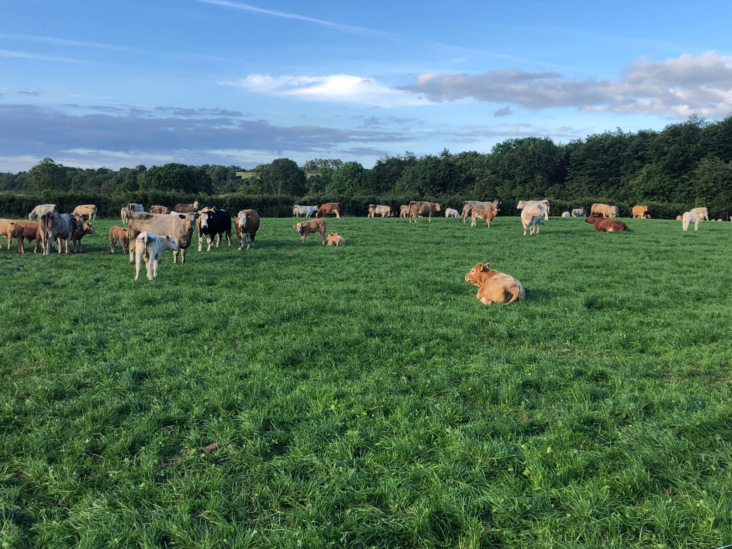 Suckler herd grazing the reseed