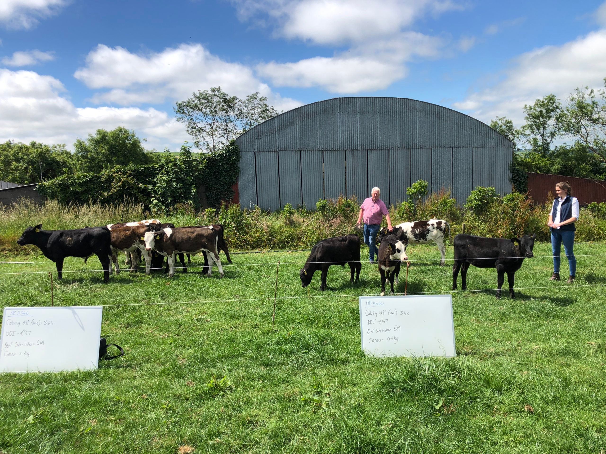 Paul Matthews and Amie Coonan demonstrating the difference in calf type based on genetic merit