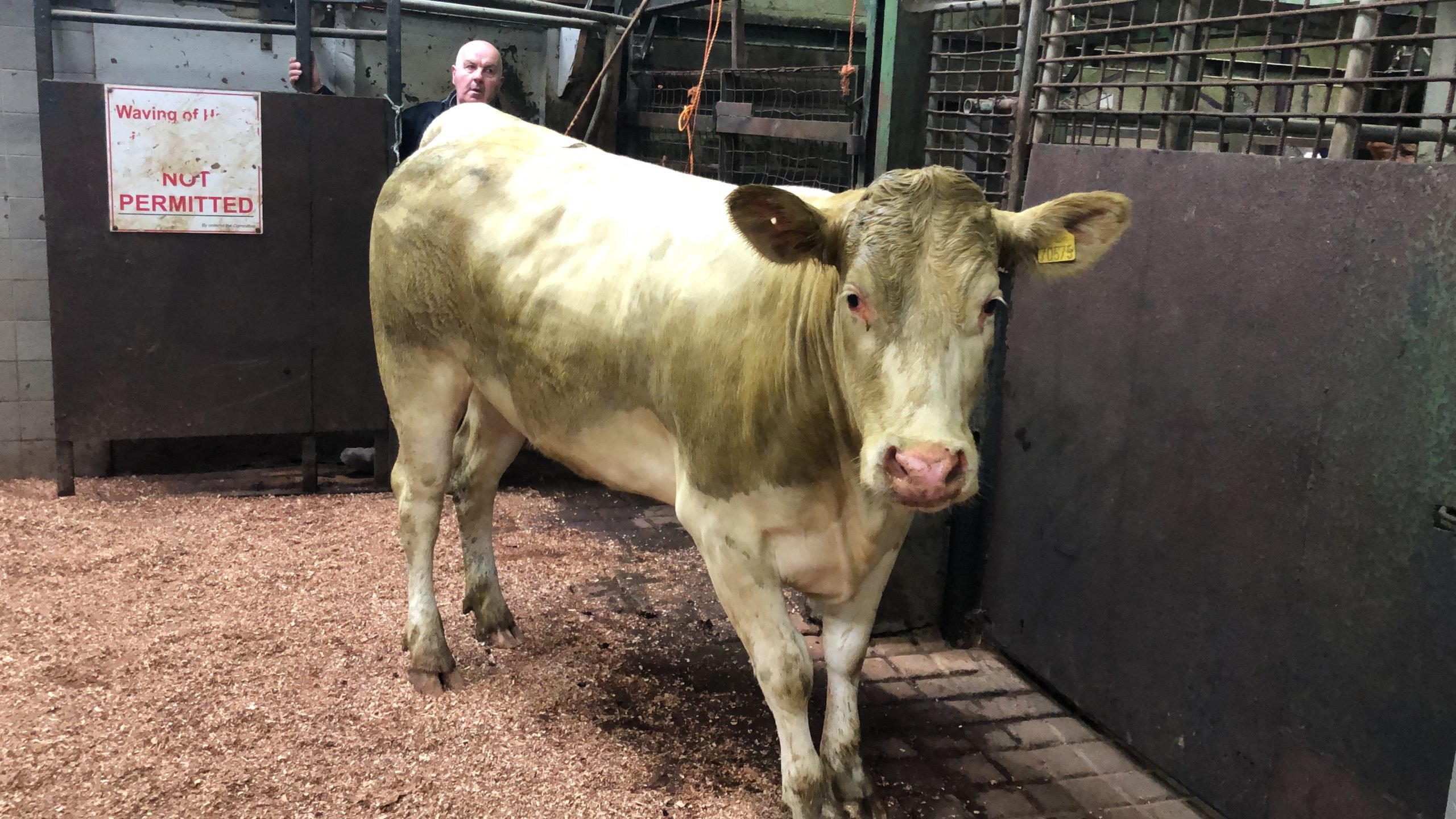 This 600kg Charolais heifer sold for €1,900 or €3.17/kg