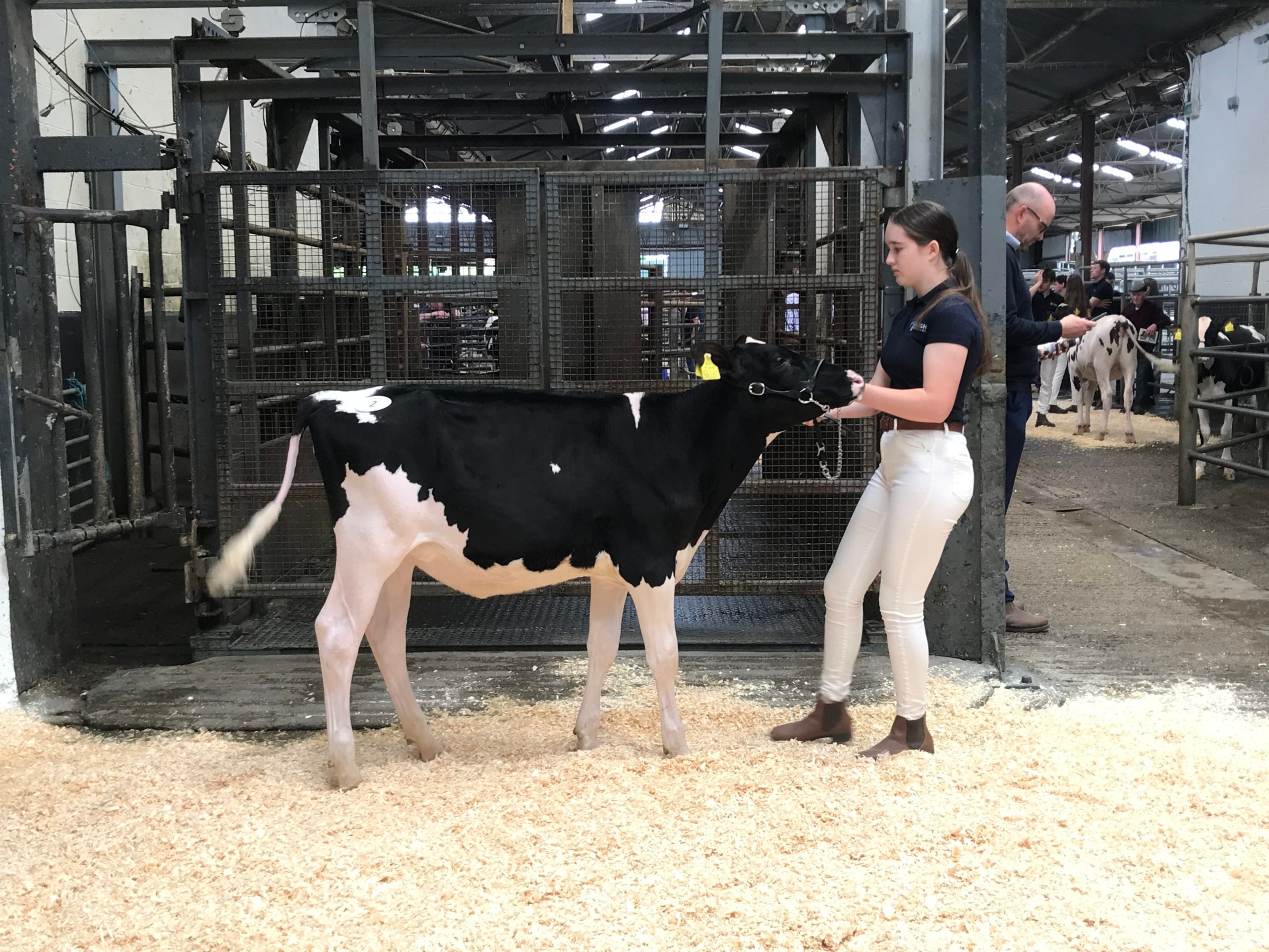 Lot 2: Leagh Chief Lollipop ETSold for 4,200gns