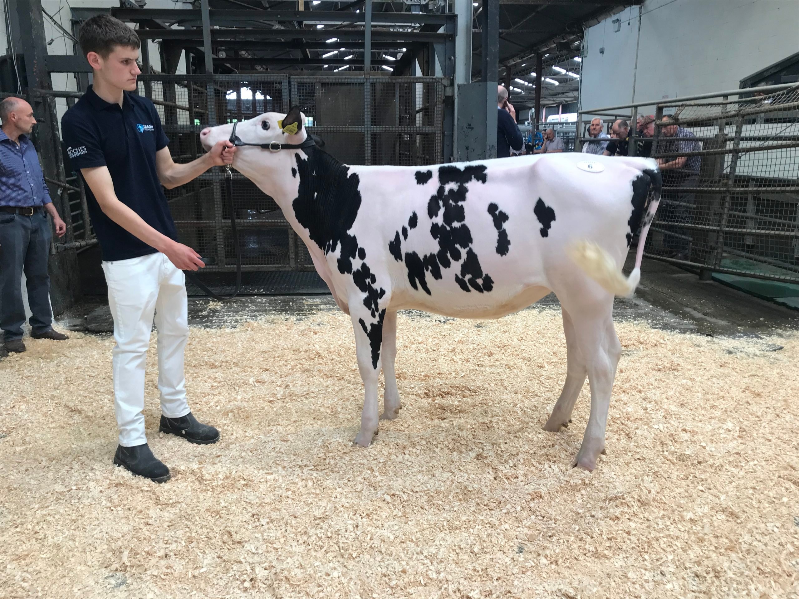 Lot 6 Leagh Chief Magpie ETSold for 7,100gns