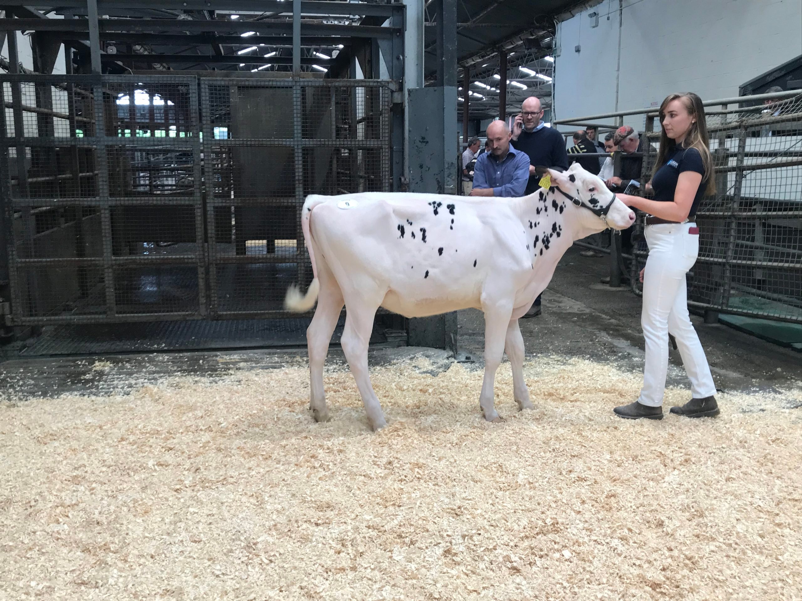 Lot 9 Leagh Kynder Bruno ETSold for 5,300gns