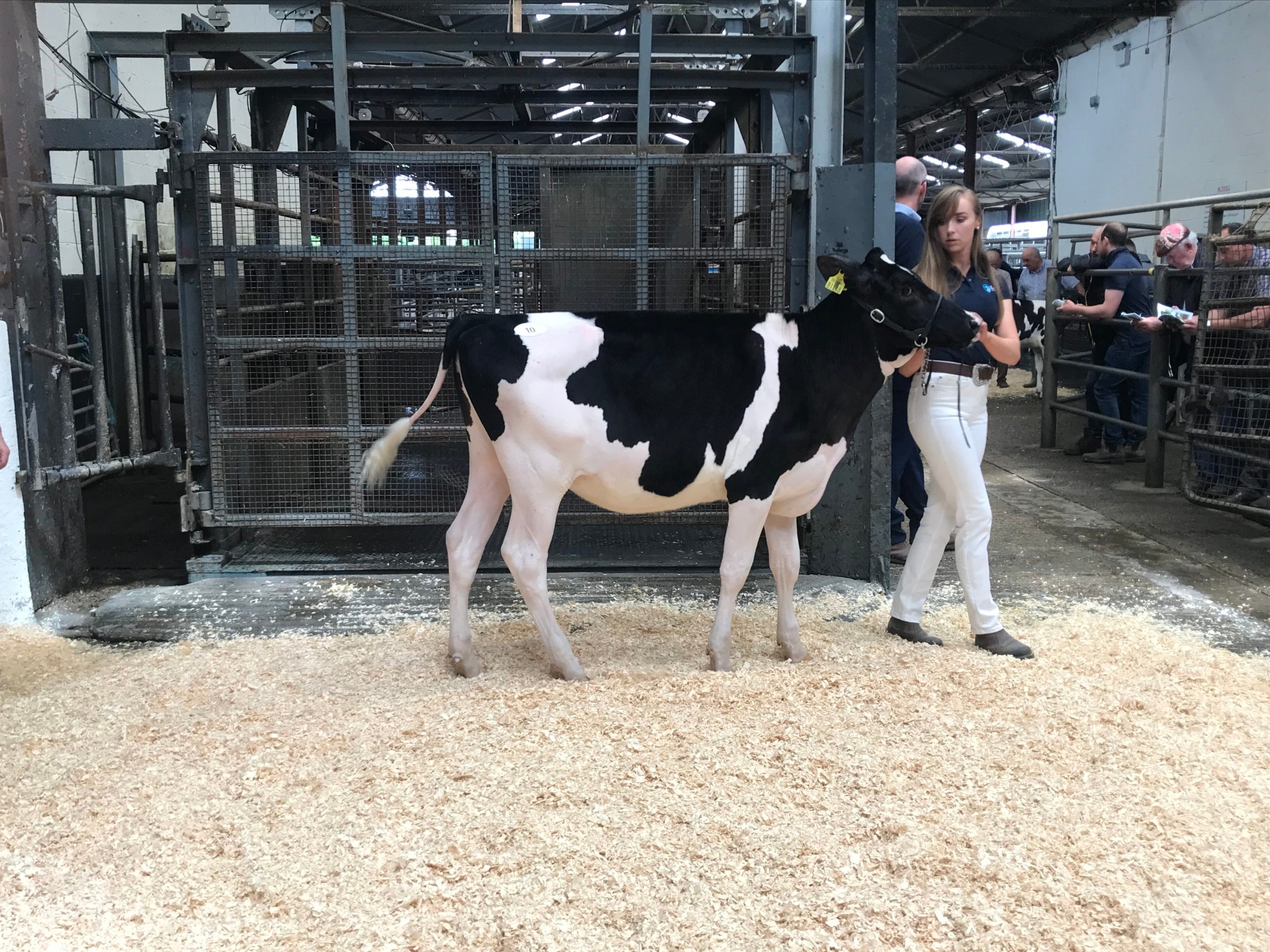 Lot 10: Leagh Sidekick Alakaboom ET Sold for 3,900gns