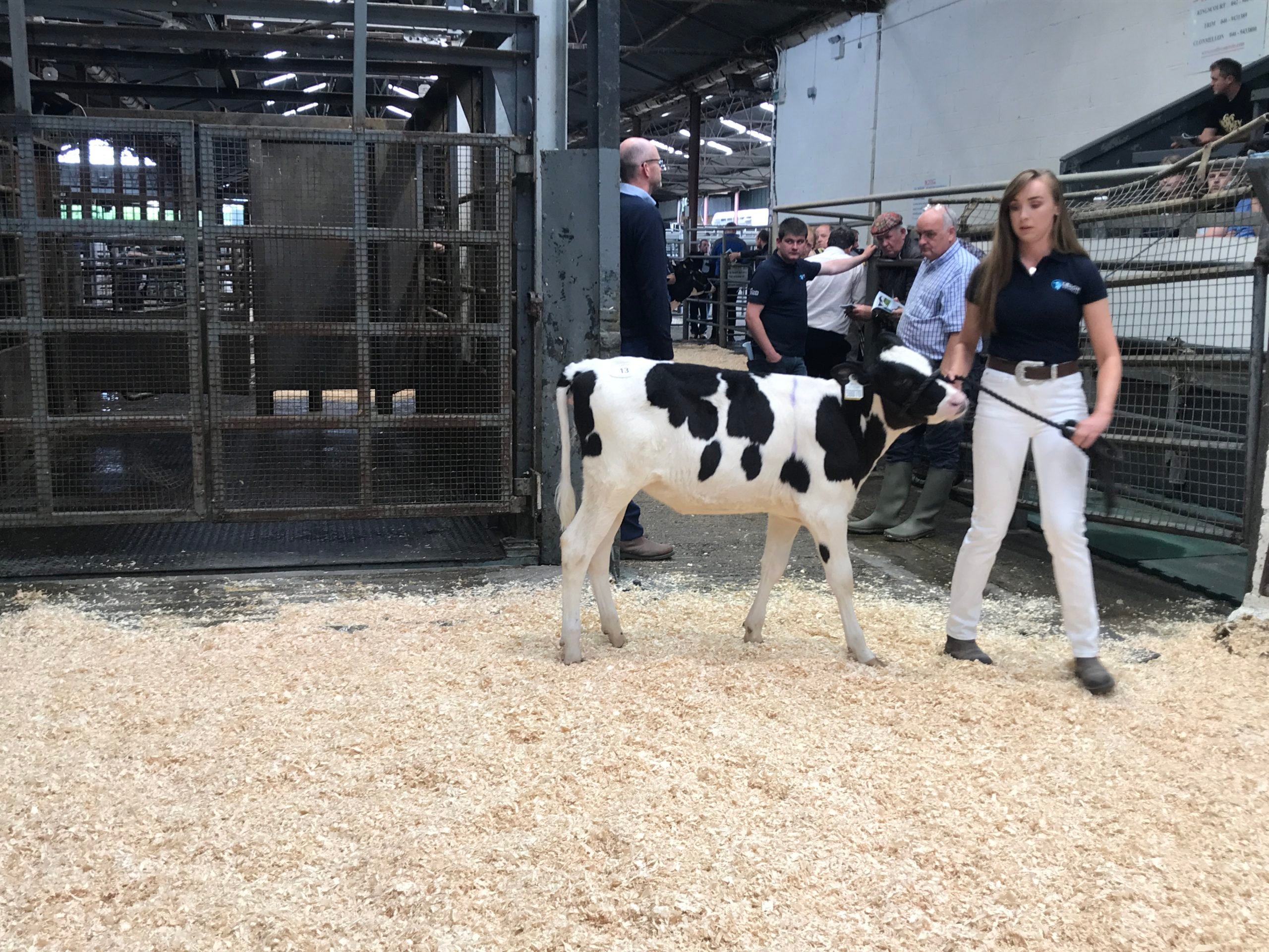 Lot 13: Cedarmore Handsome Melody Sold for 4,200gns