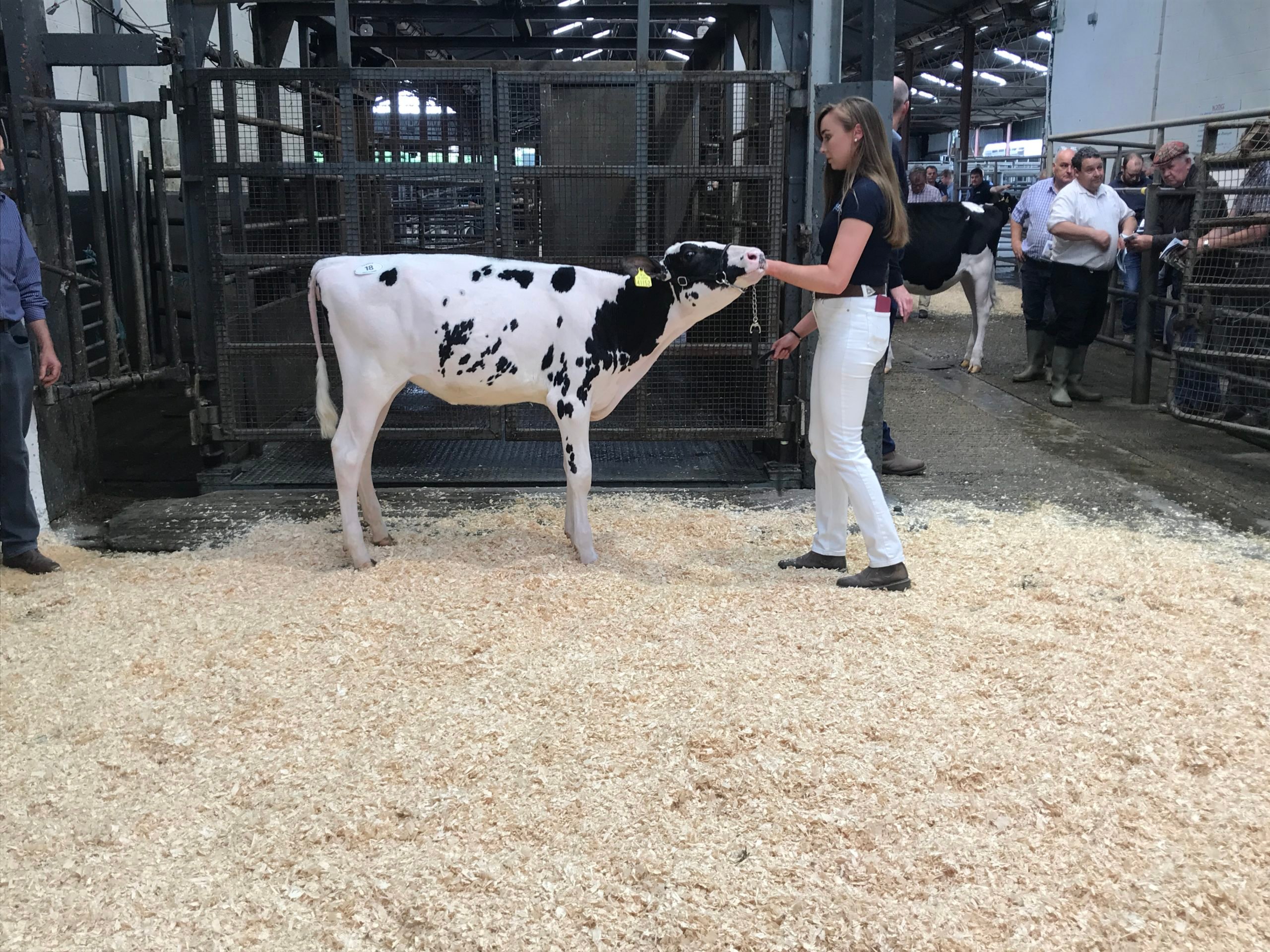 Lot 18: Leagh Chief Kiss ET Sold for 4,200gns