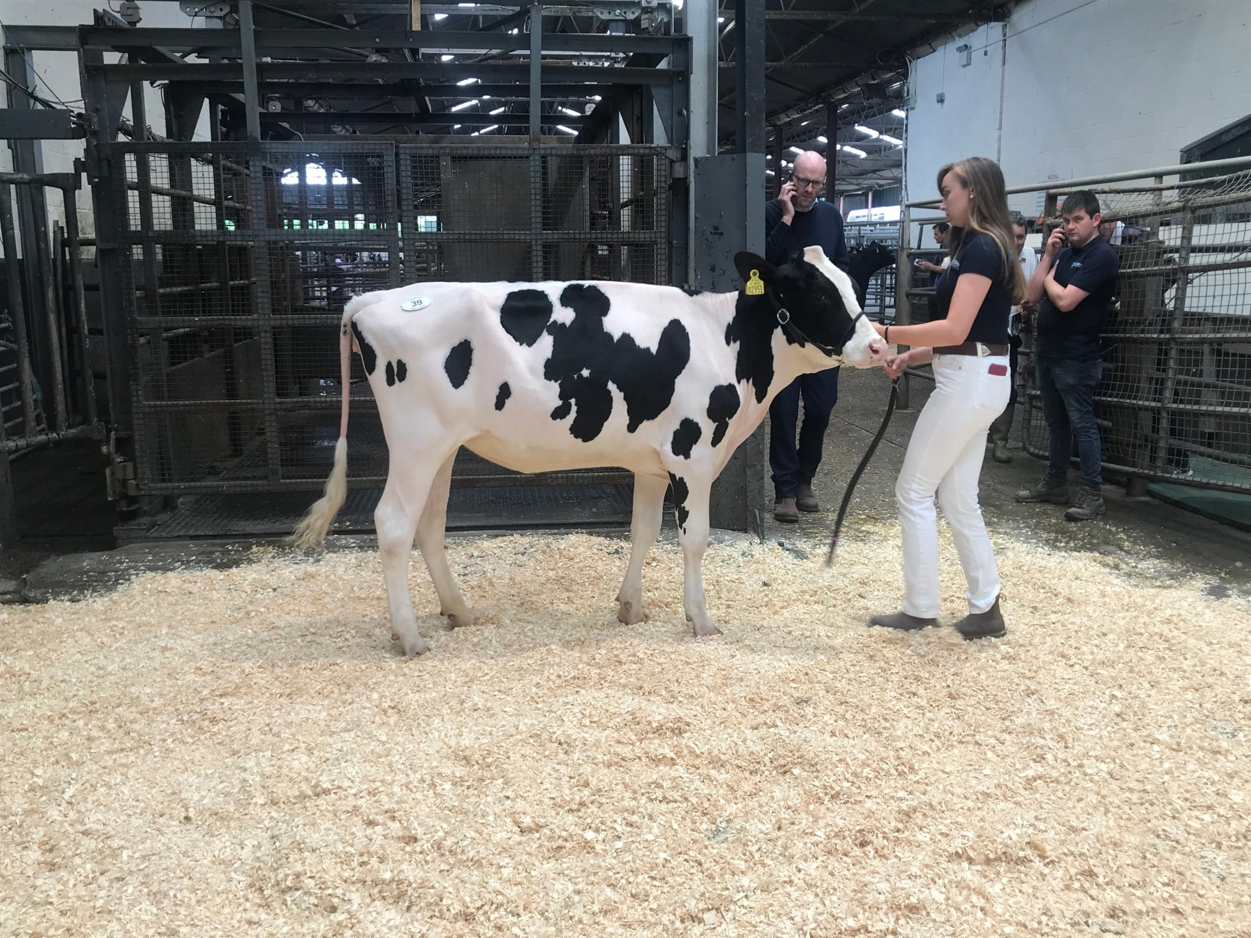 Lot 39: Leagh What A Dream-P Sold for 4,200gns