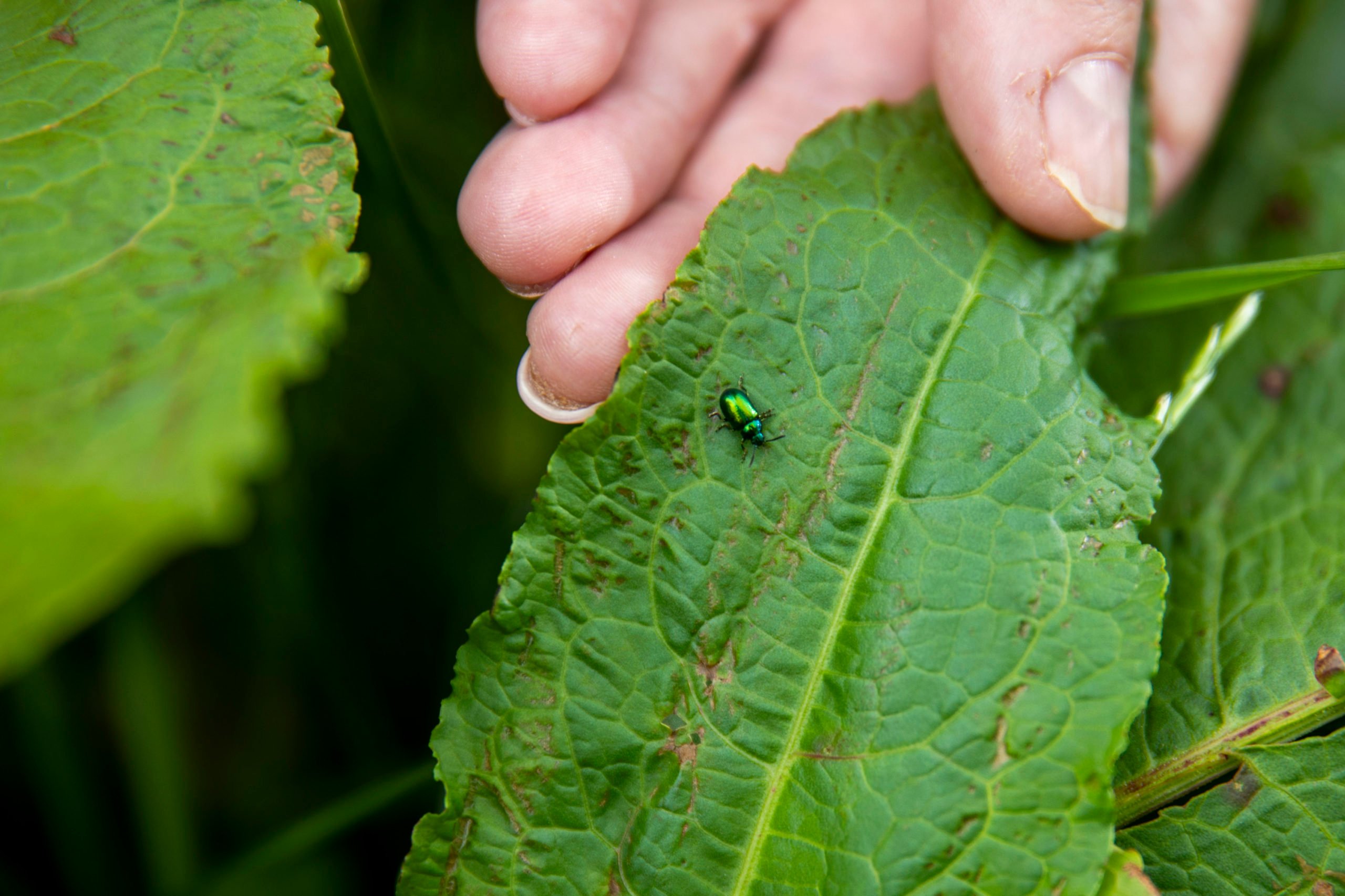 Beetles being used to curtail the growth of dock leaves. Image source: Fennell Photography