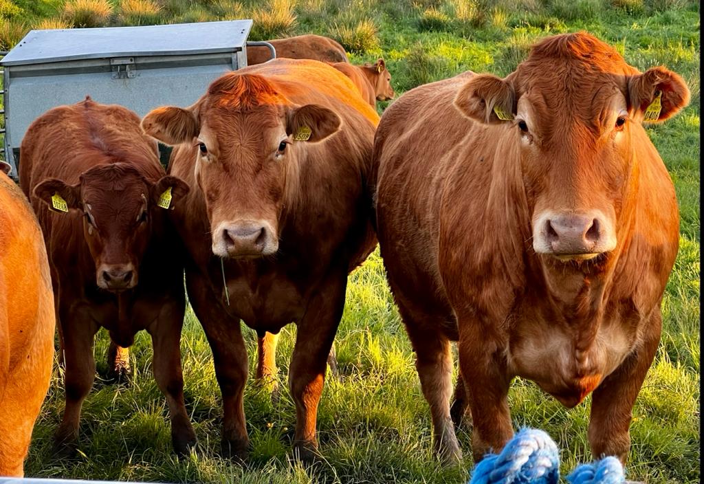 Three generations of one cow family: Brooklands Marco (left),Wilologe Cerberus (centre), and Procturs Commander (right)