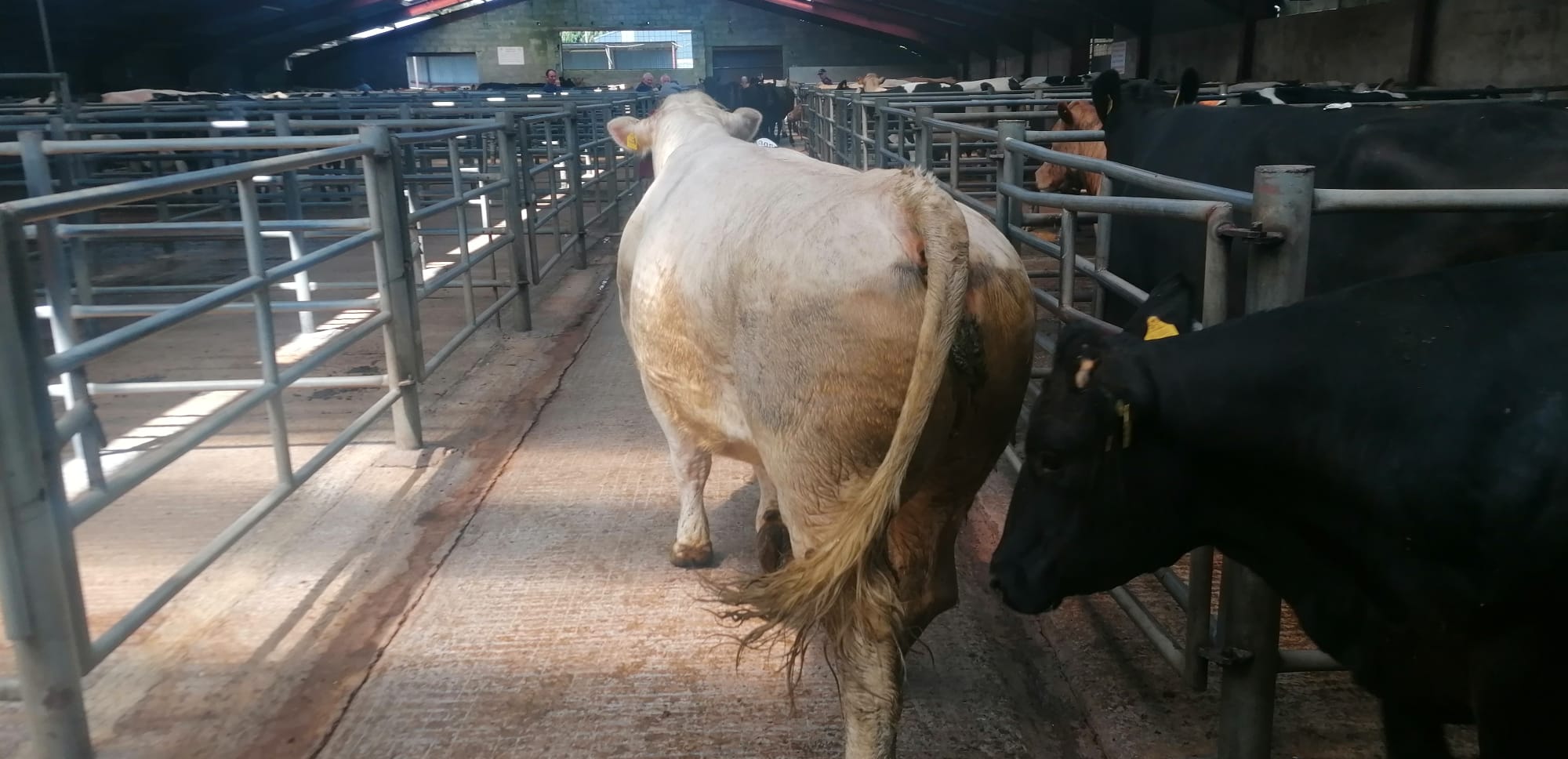 This nine-year old Charolais cow weighing 920kg sold for €3,280 at Ballyjamesduff Mart