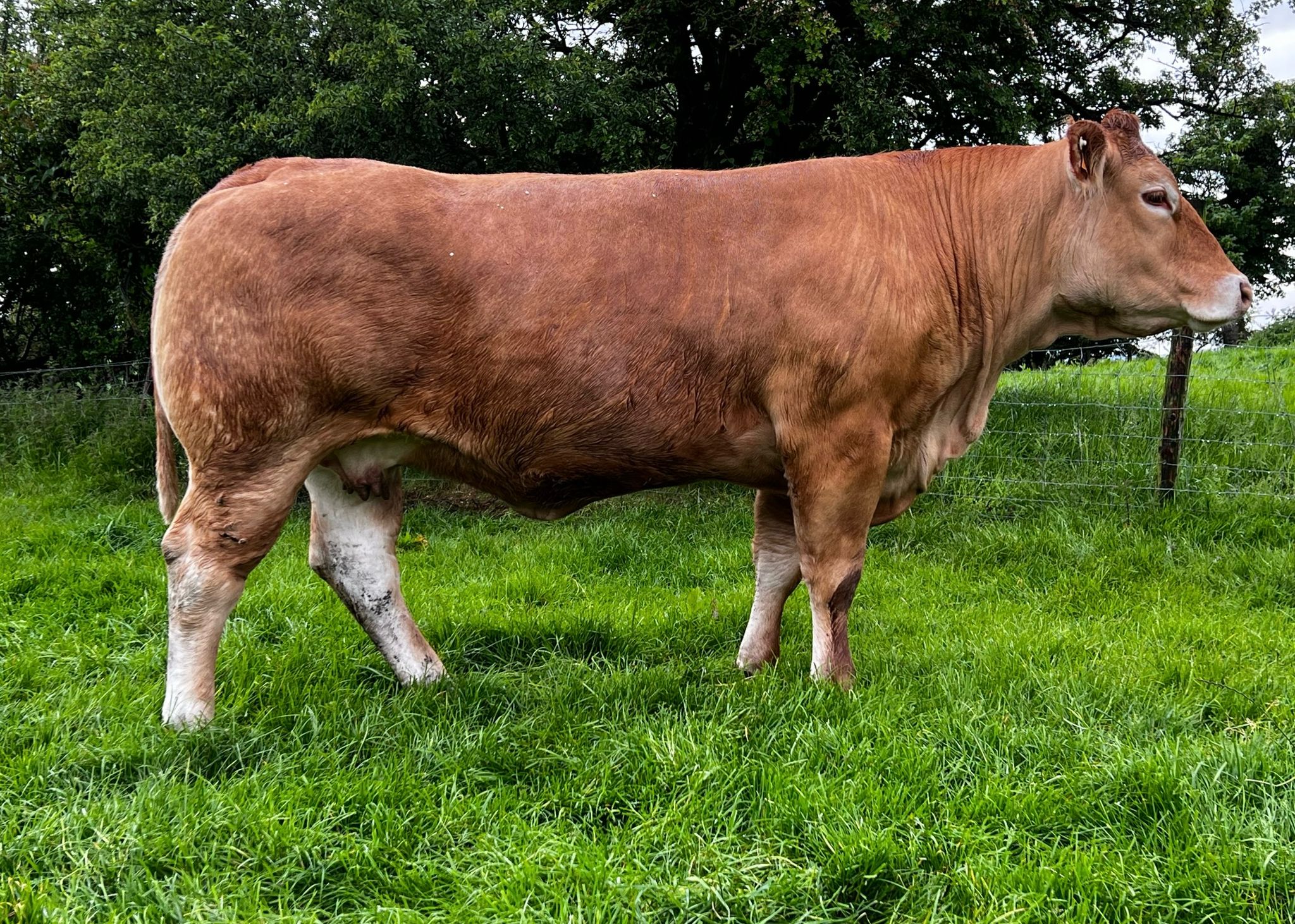 Ombre, a French-imported Bavadarge daughter with one of the highest milk indexes in the breed at 11.8kg