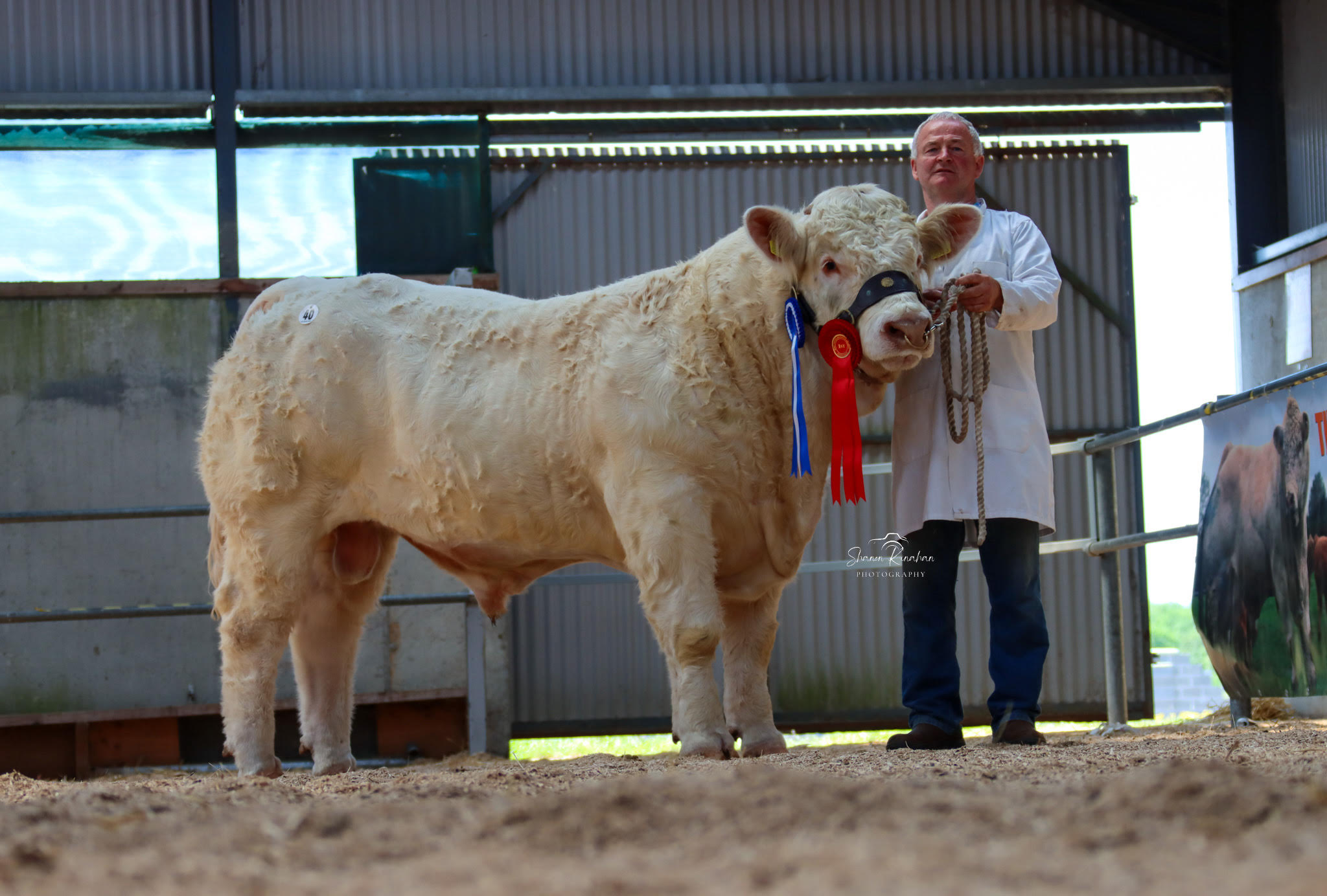 Cloughbrack Sunrise was the sale Reserve Champion and sold for €10,000