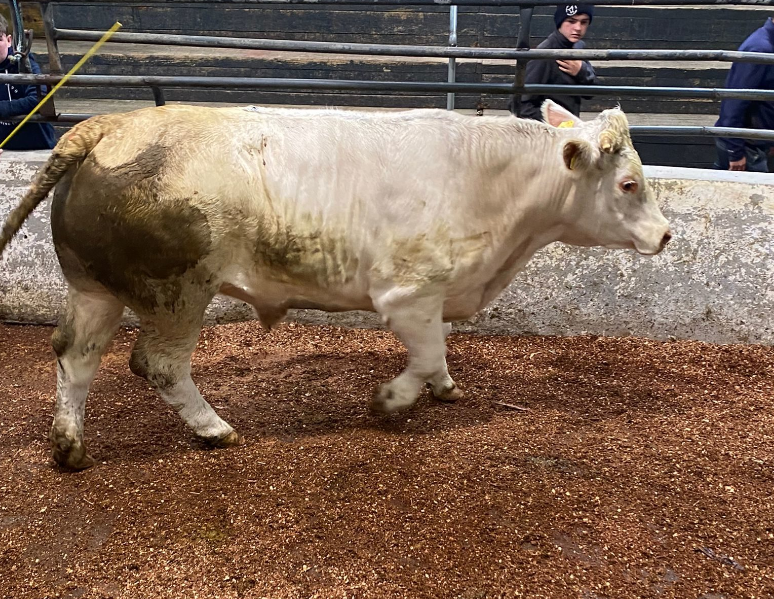 This July 2019-born Charolais bullock weighing 800kg sold for €2,640 or €3.30/kg