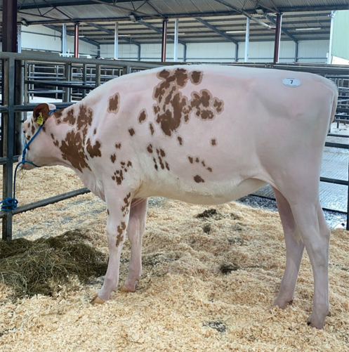 Lot 7: Hallow Jordy Twizzle 1681 REDSold for 10,200gnsImage source: Carnaross Mart