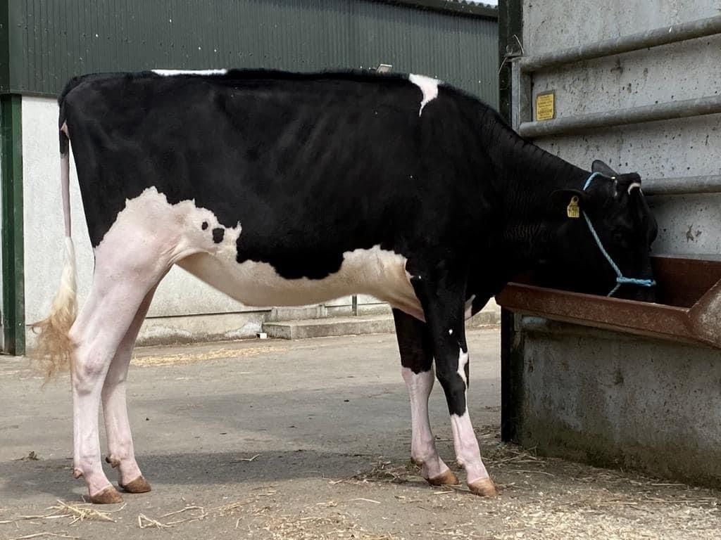 Lot 8: Hallow Jordy TwizzleSold for 4,150gnsImage source: Carnaross Mart