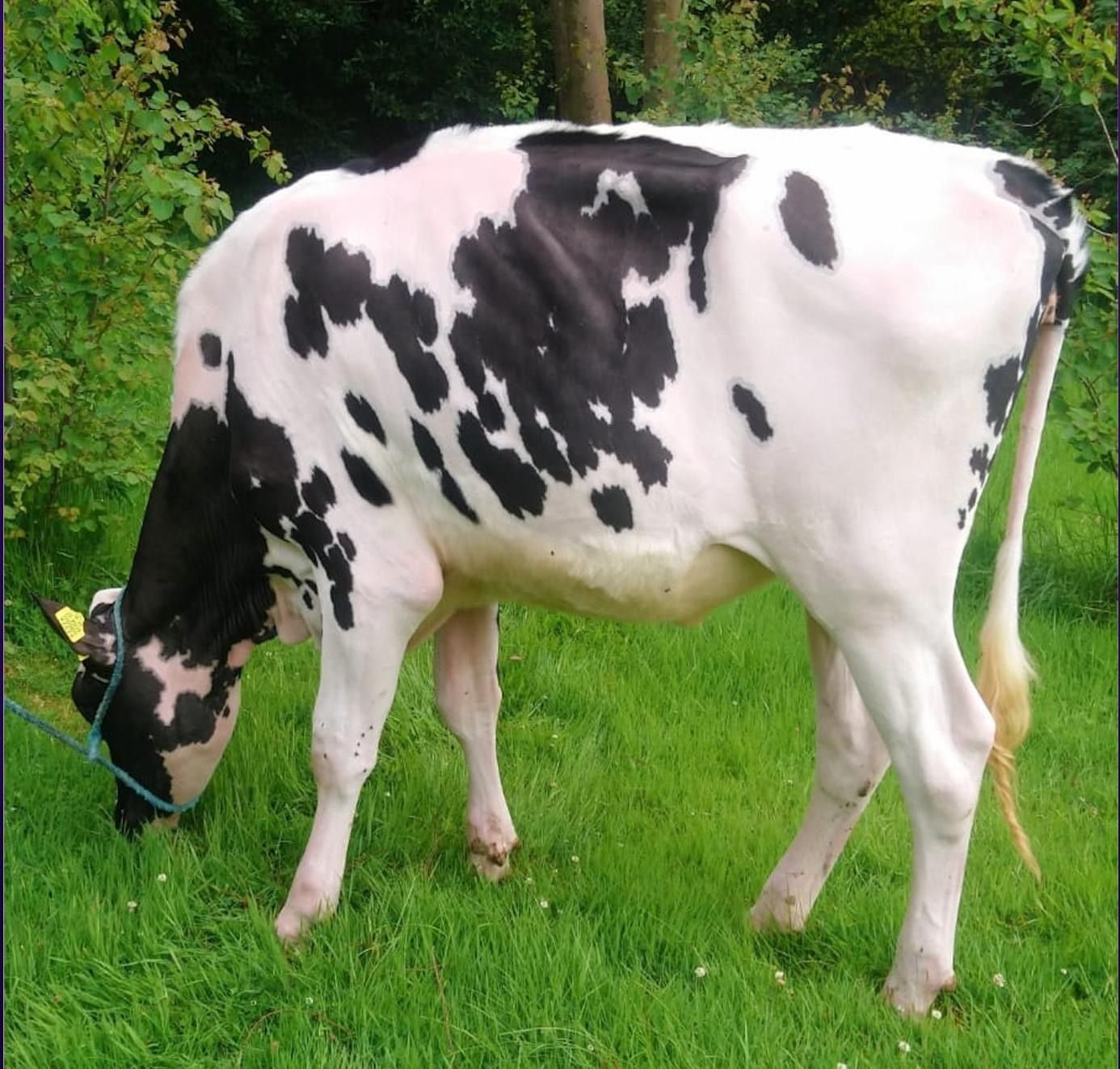 Lot 23: Clonpaddin Sidekick PollySold for 2,750gnsImage source: Carnaross Mart
