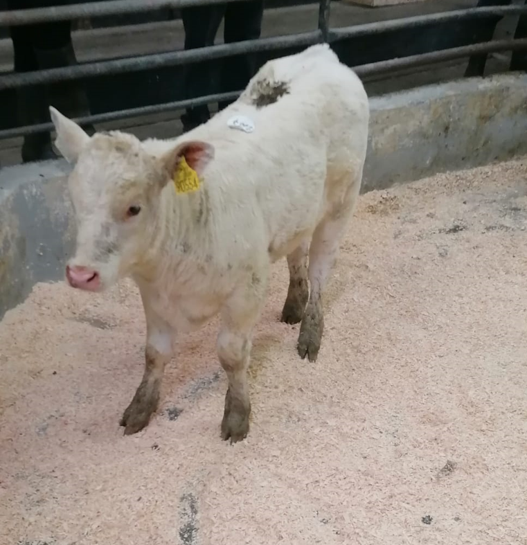 Charolais heifer calf, born May 11, sold for €530