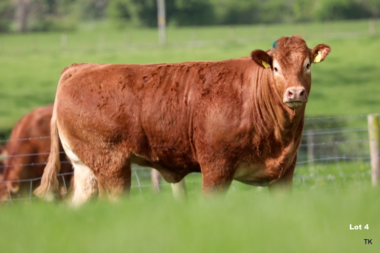Baileys Rosie sold for €6,000