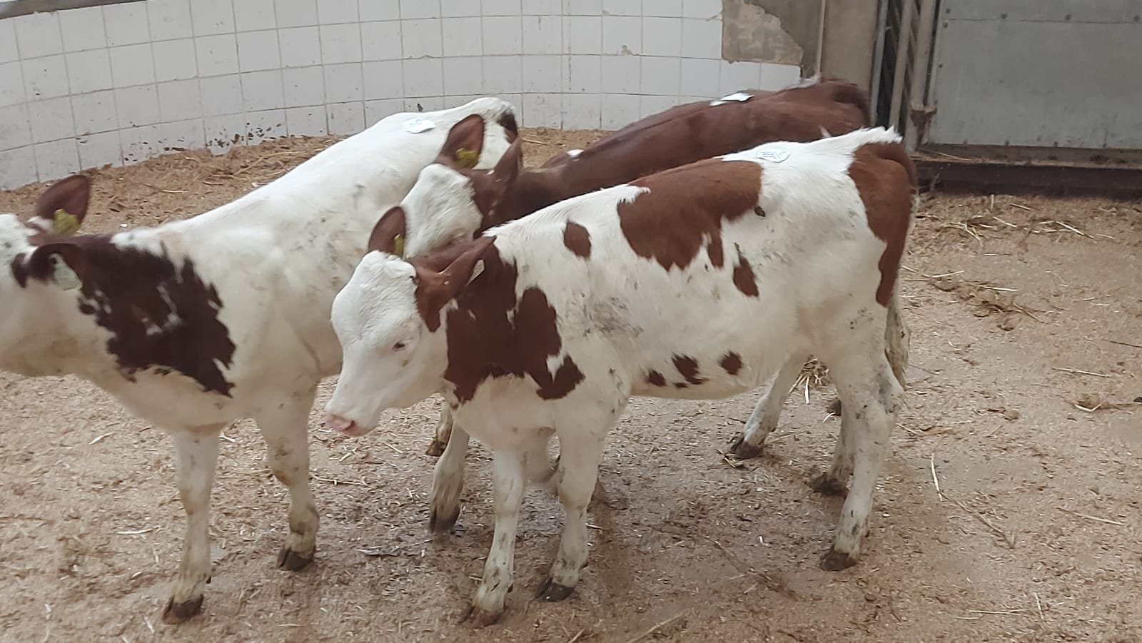 These three, reared Montbeliarde-cross heifers made €450