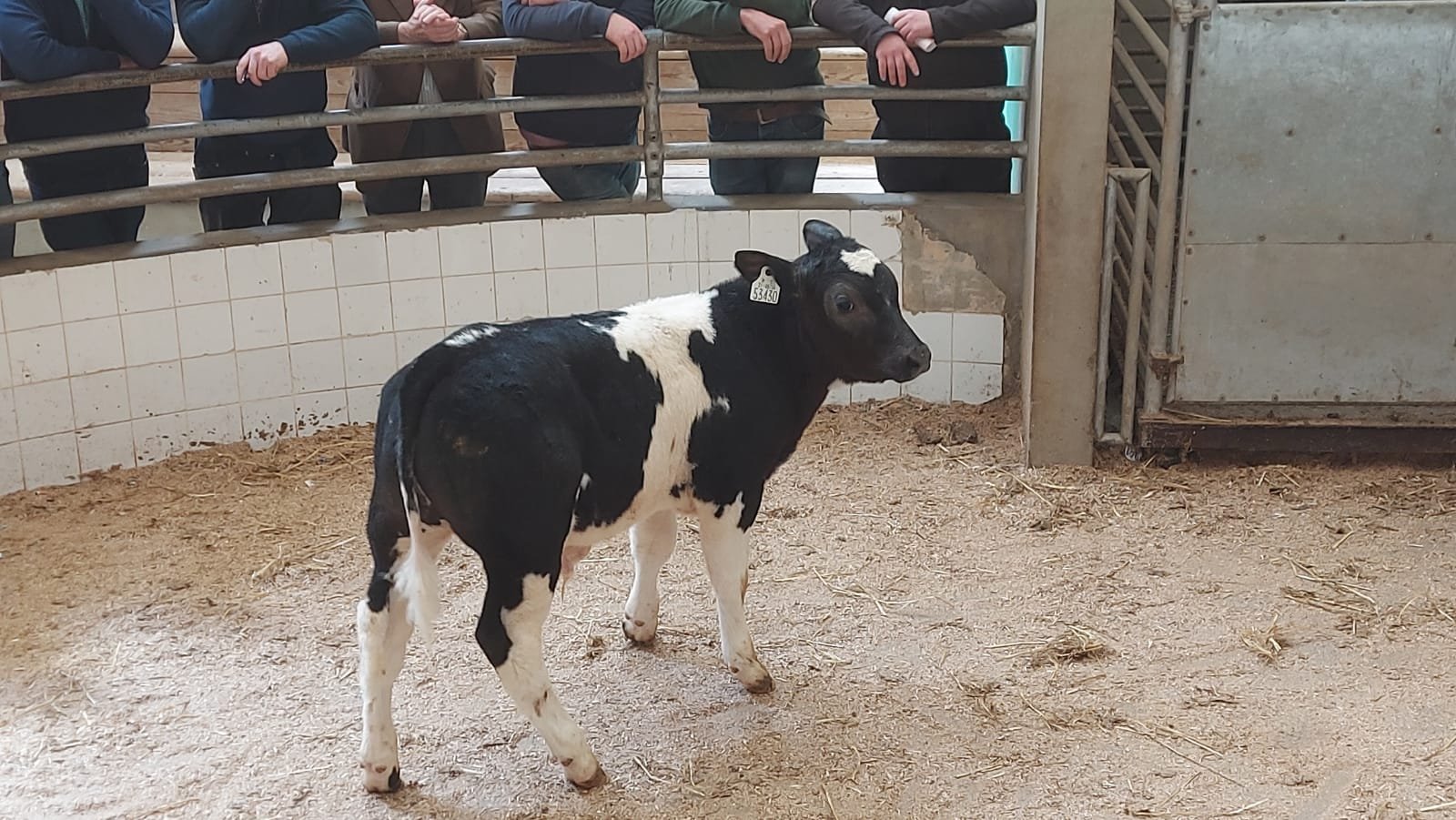 This Friesian bull calf sold for €255