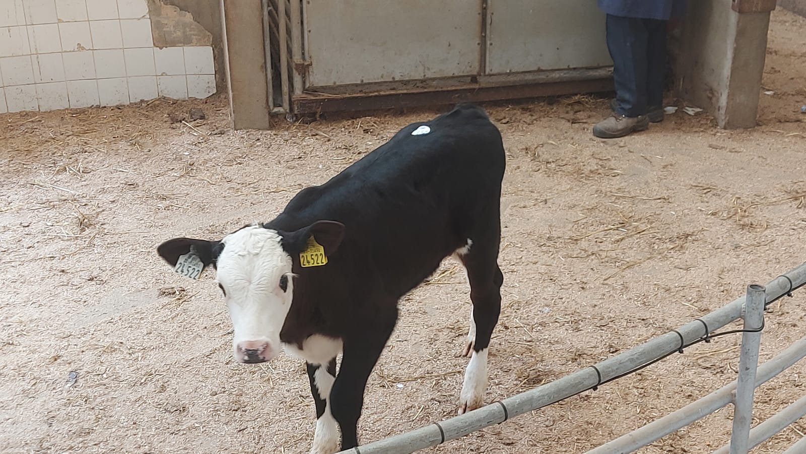 This Hereford calf sold for €280