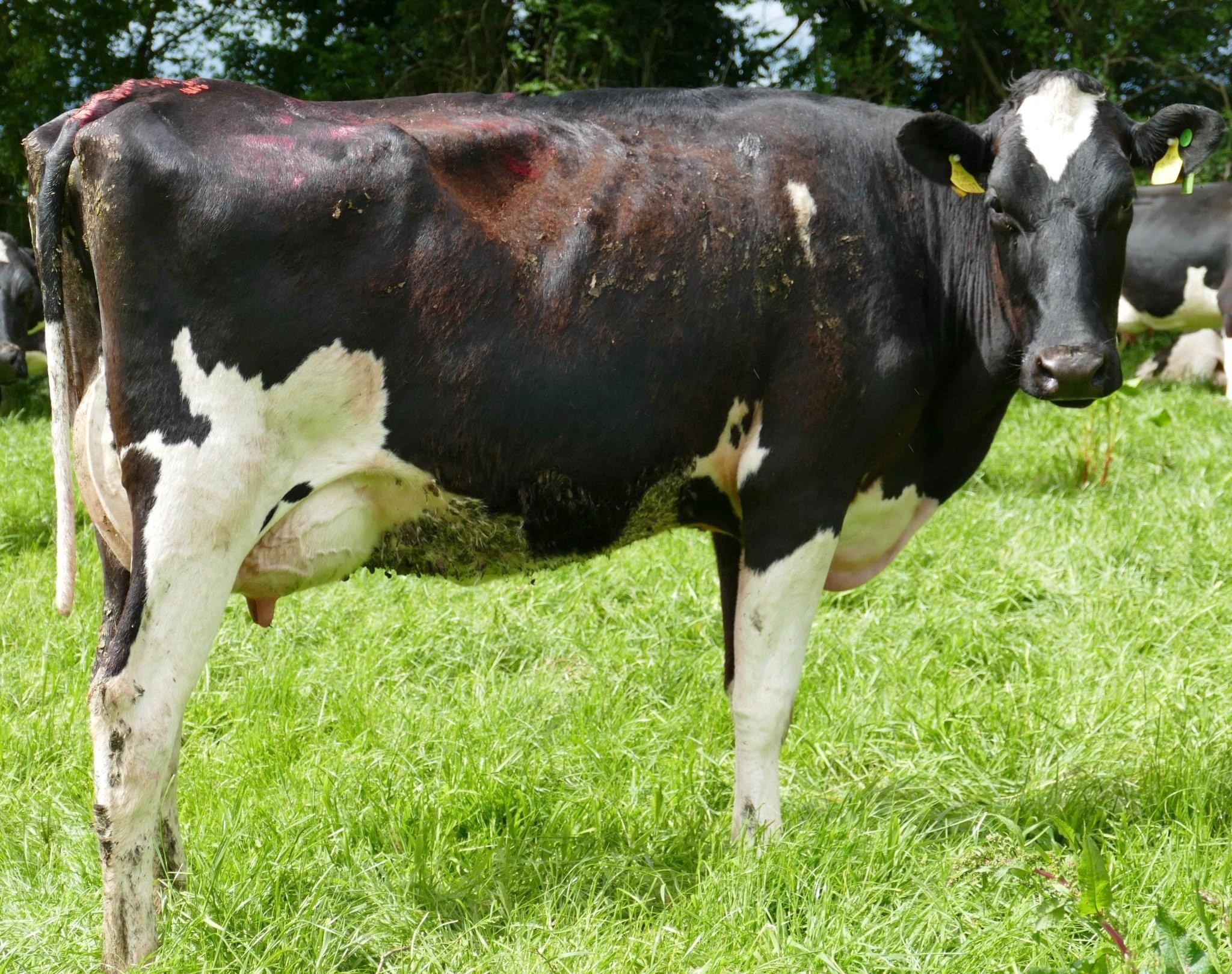 Lot 5: Greenhills Ebony Rose 4 has an EBI of €231 and sold for €2,740