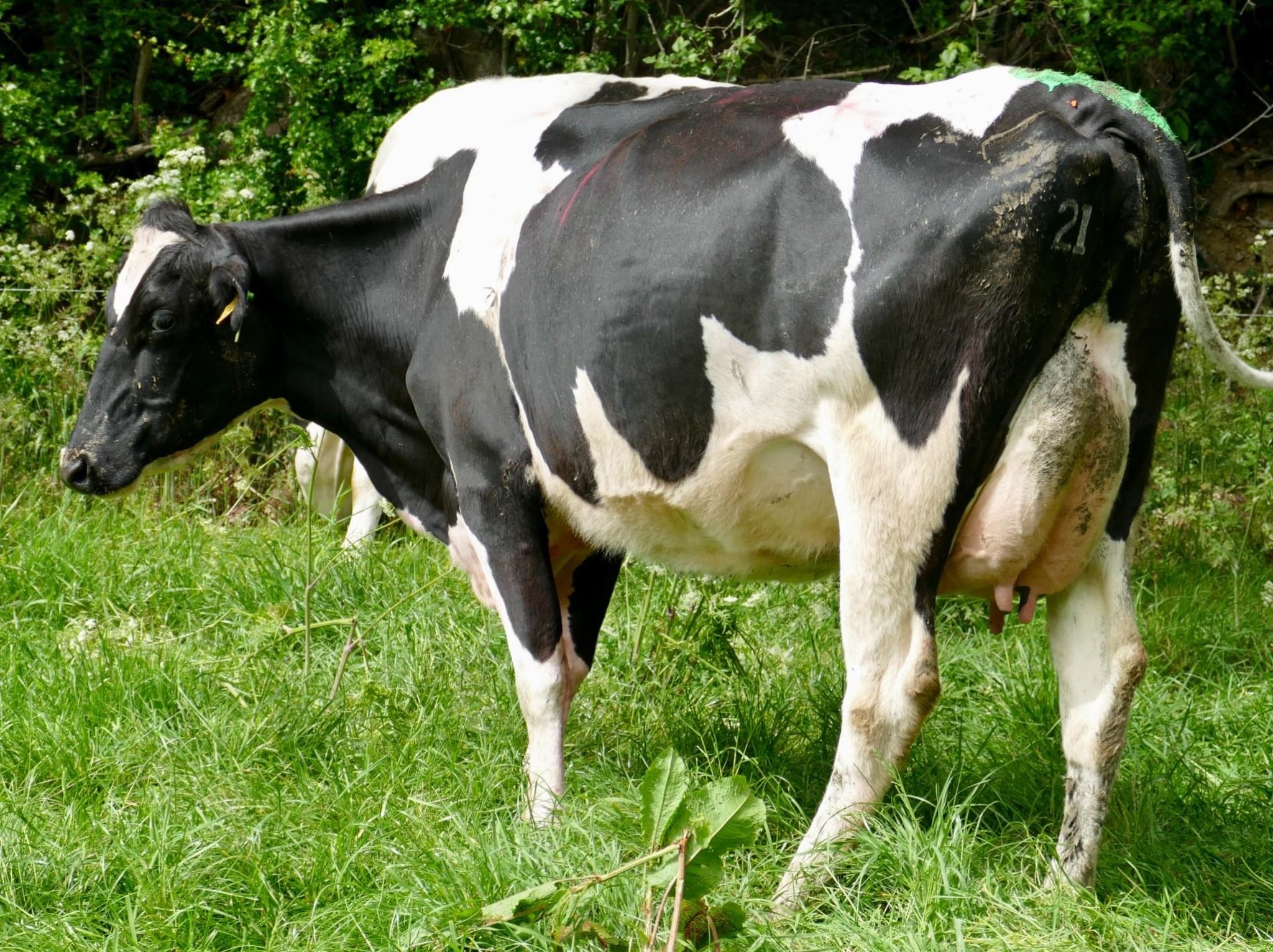 Lot 18, Greenhills Albert Karen, sold for €3,000