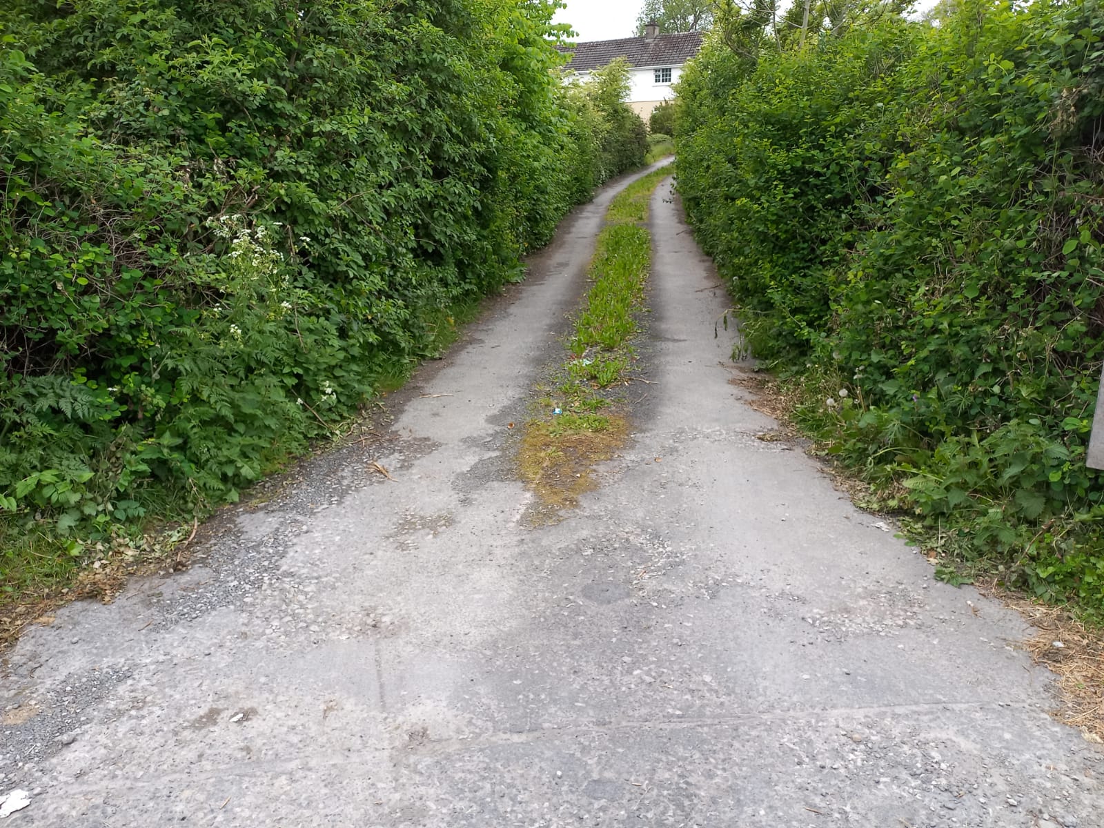 Hedge in June 2022