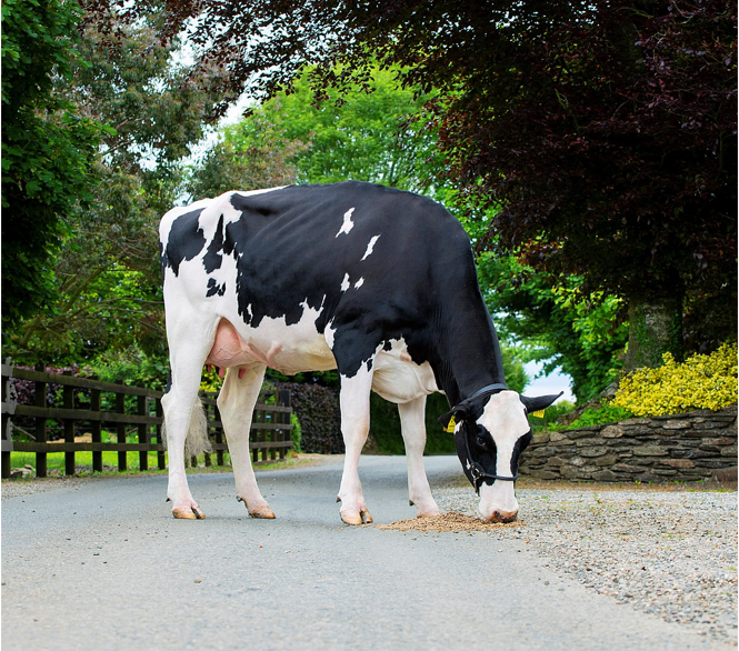 Leagh Doorman KatryshaImage source: Leagh Holsteins