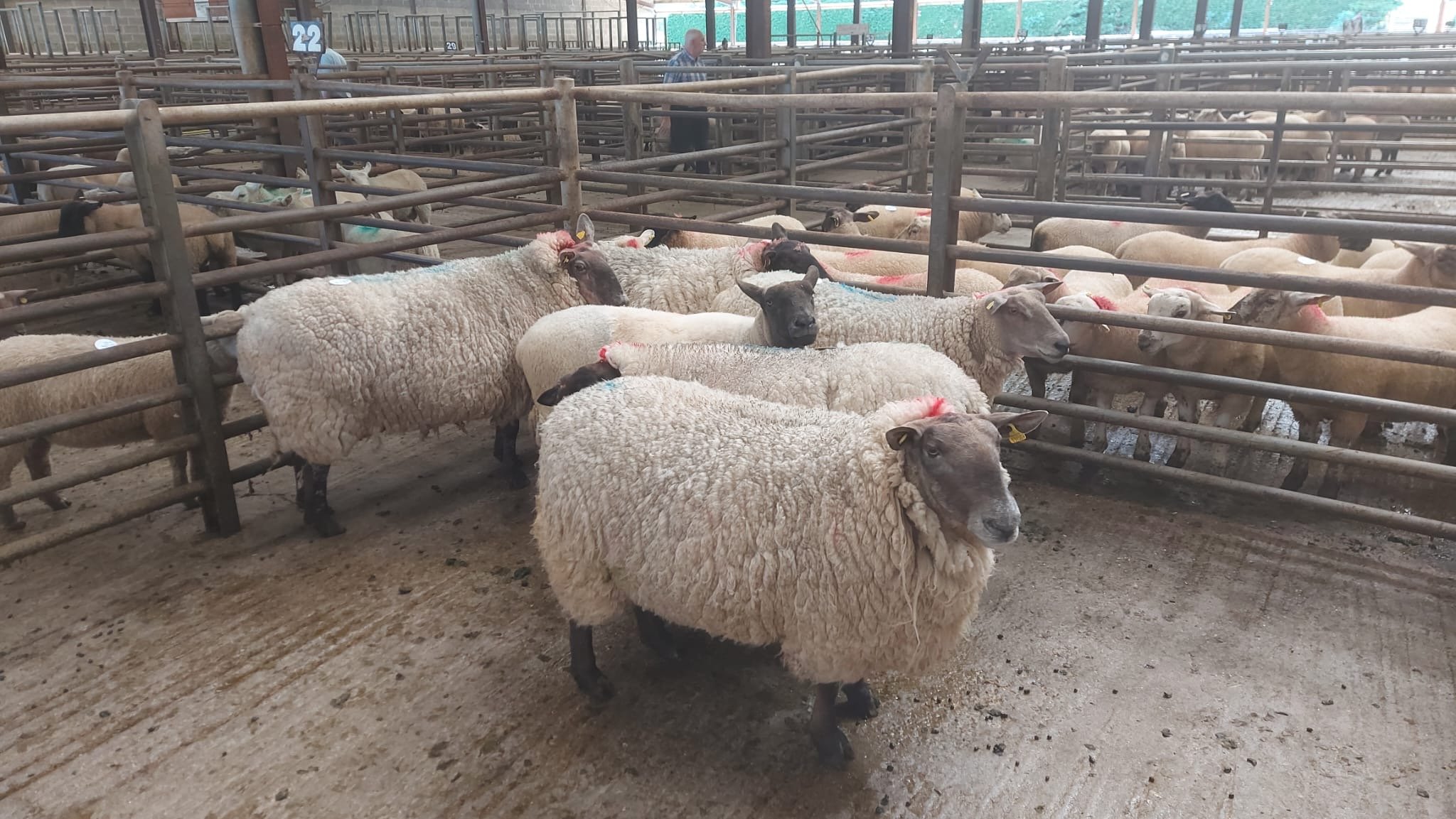This lot of six ewes, weighing on average 108kg, sold for €233/head