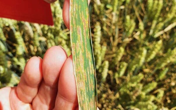 Spectral analysis allows drones to spot crop stress caused by disease or drought