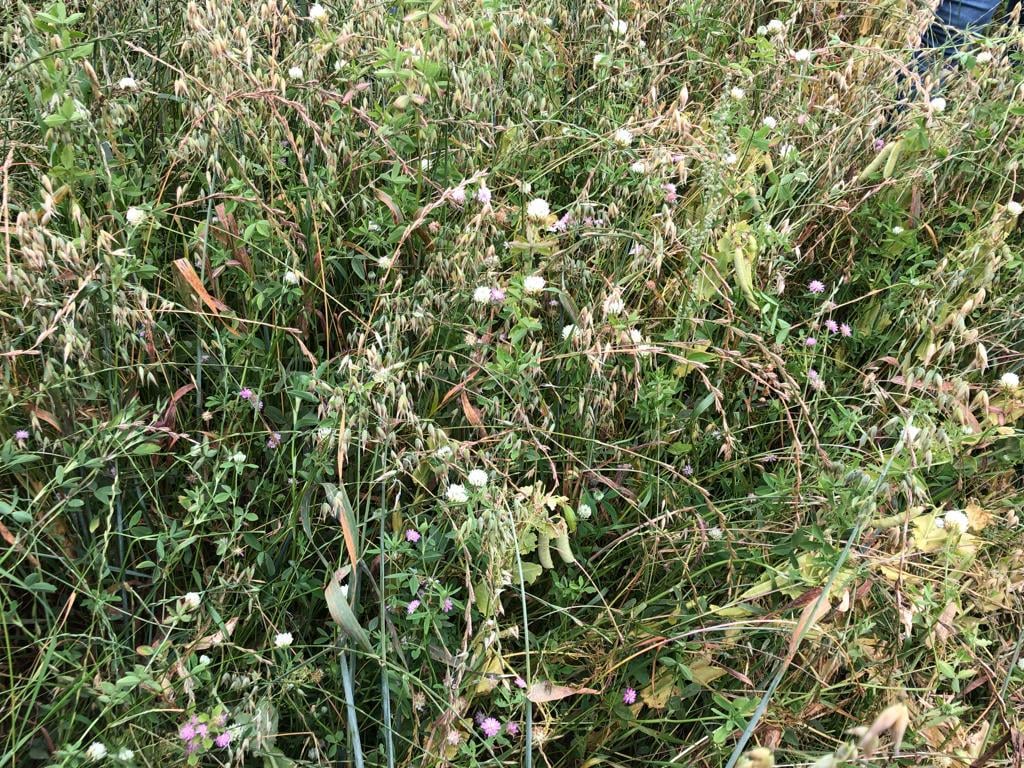 Range of clovers in the combi-crop