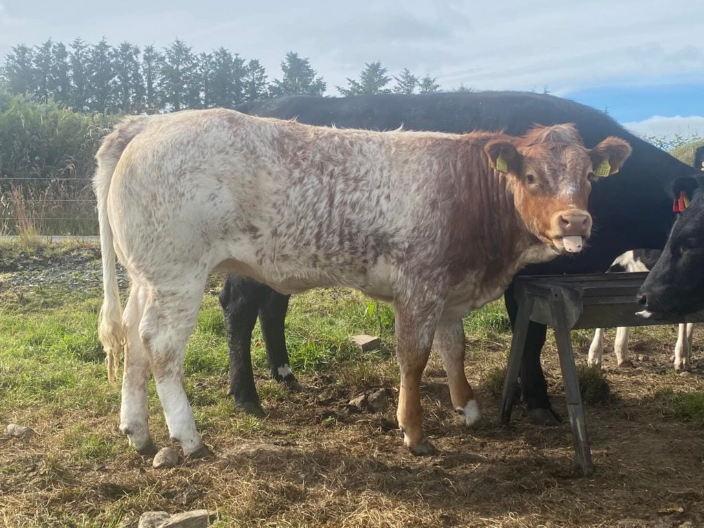 This roan-type maiden heifer weighing 380kg sold for €2,300 or €6.05/kg. Image source: Nickey Kenneally