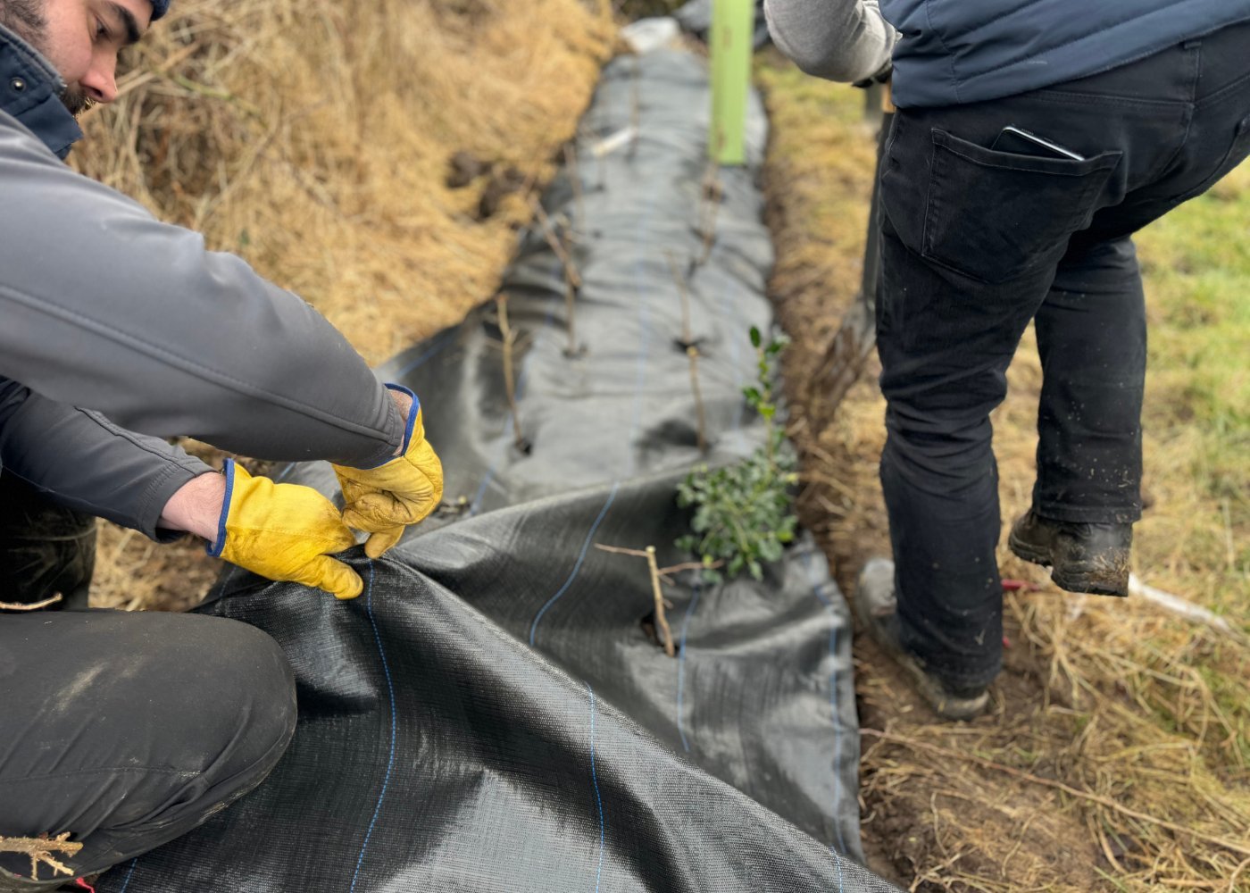 Laying a hedge
