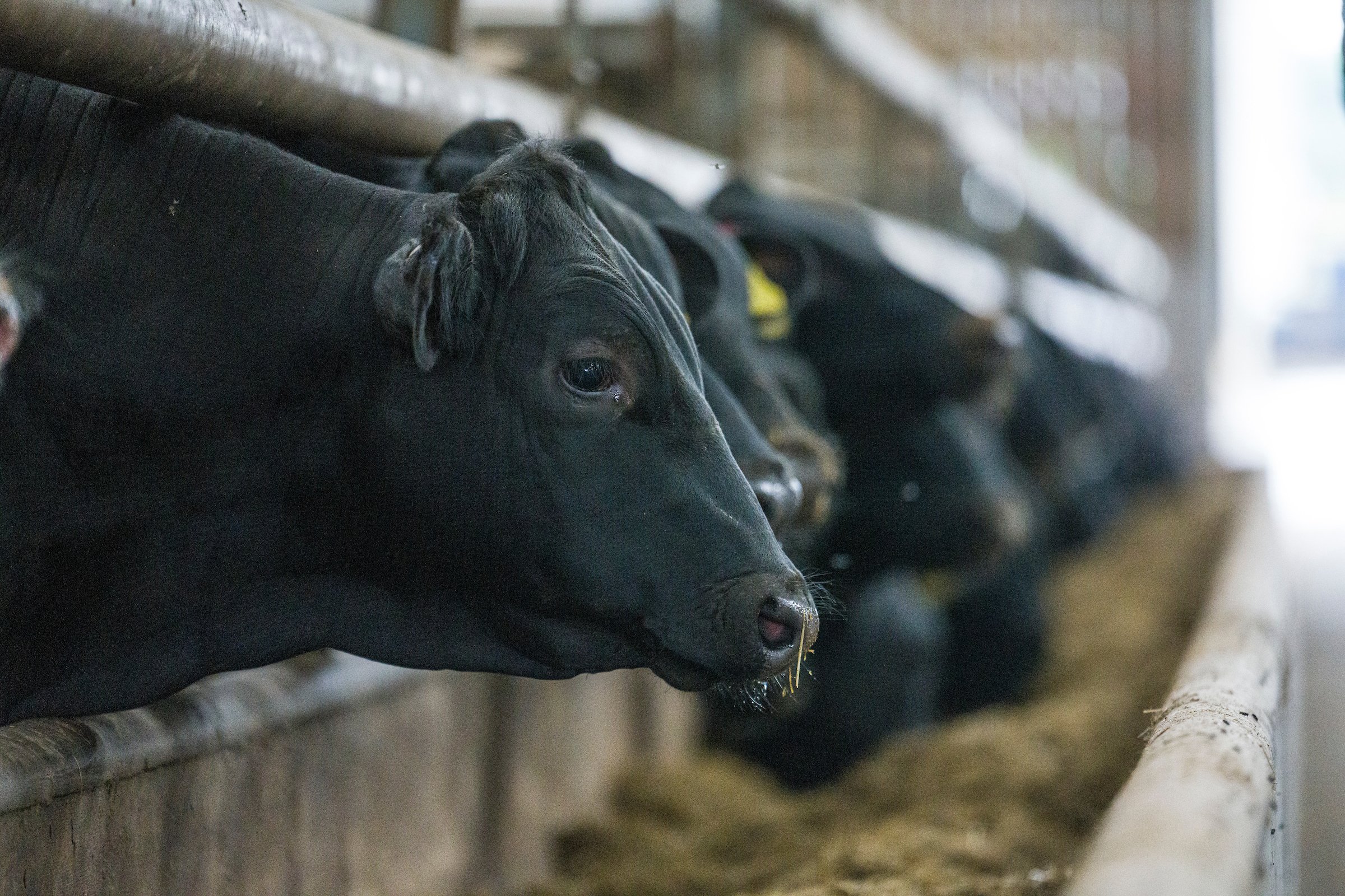 Some of the 15-month old Angus cattle on the farm