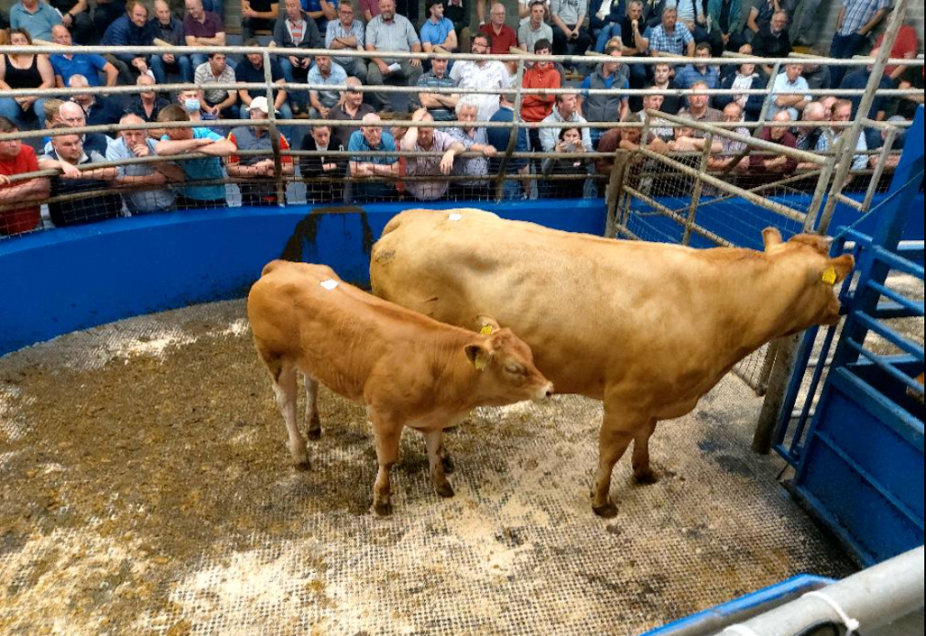 This 2014-born pedigree Limousin cow and her February 2022 born heifer calf  sold for €7,400. Image source: Central Auctions