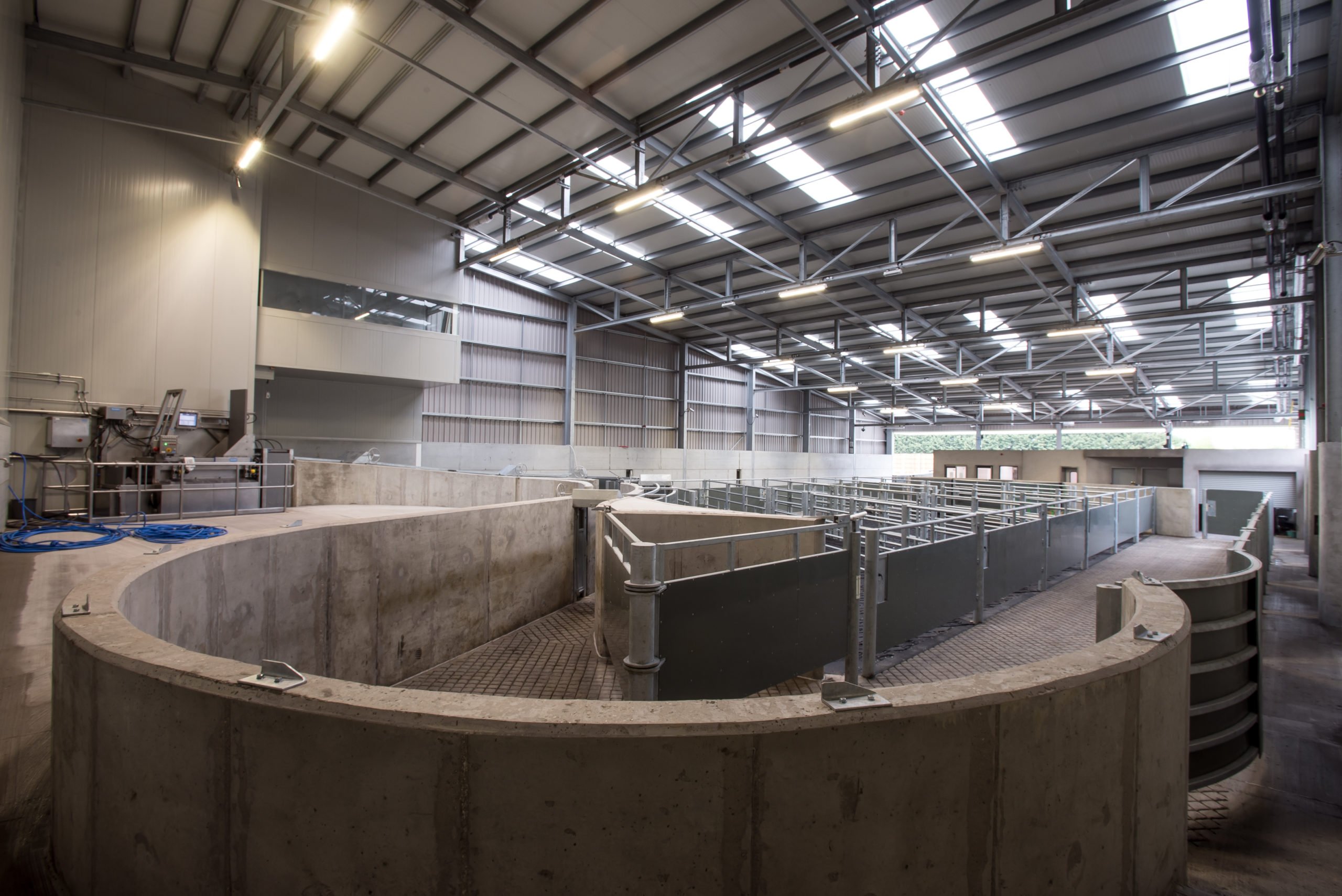 Cattle lairage at ABP Food Group's Ellesmere facility. Image source: Stonehouse Photographic