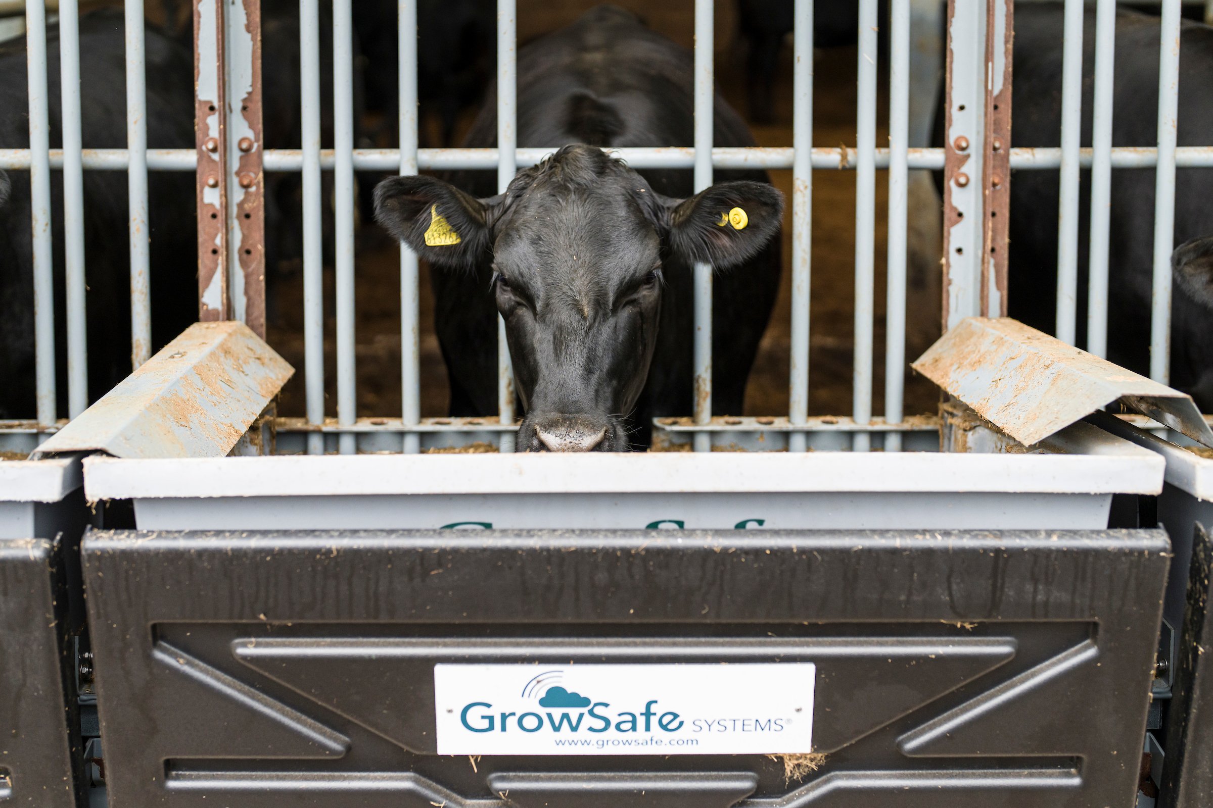 Cattle on a feed trial at Bromstead