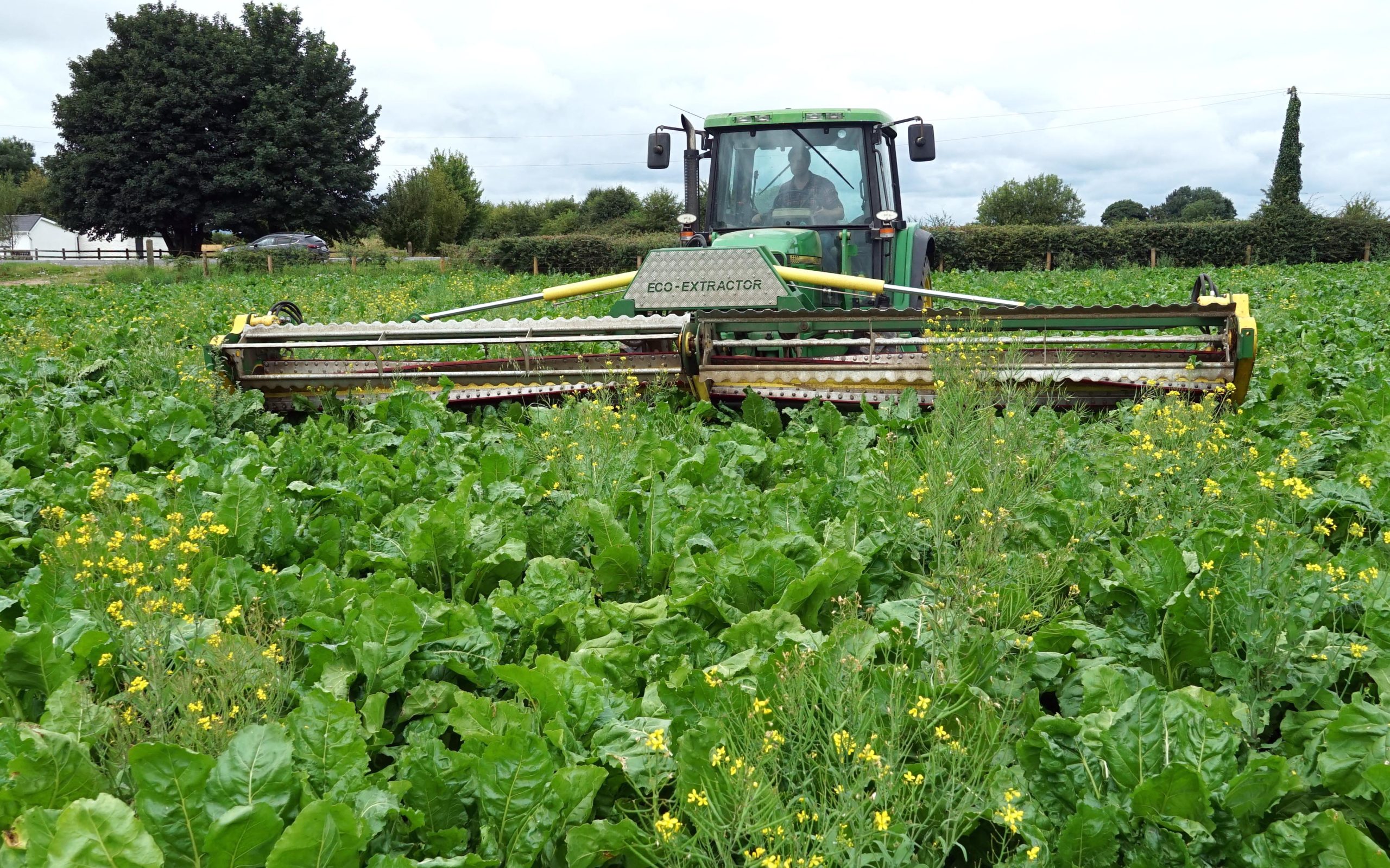 Clearing weed infestations within beet results in a 85-90% kill rate, according to Robert