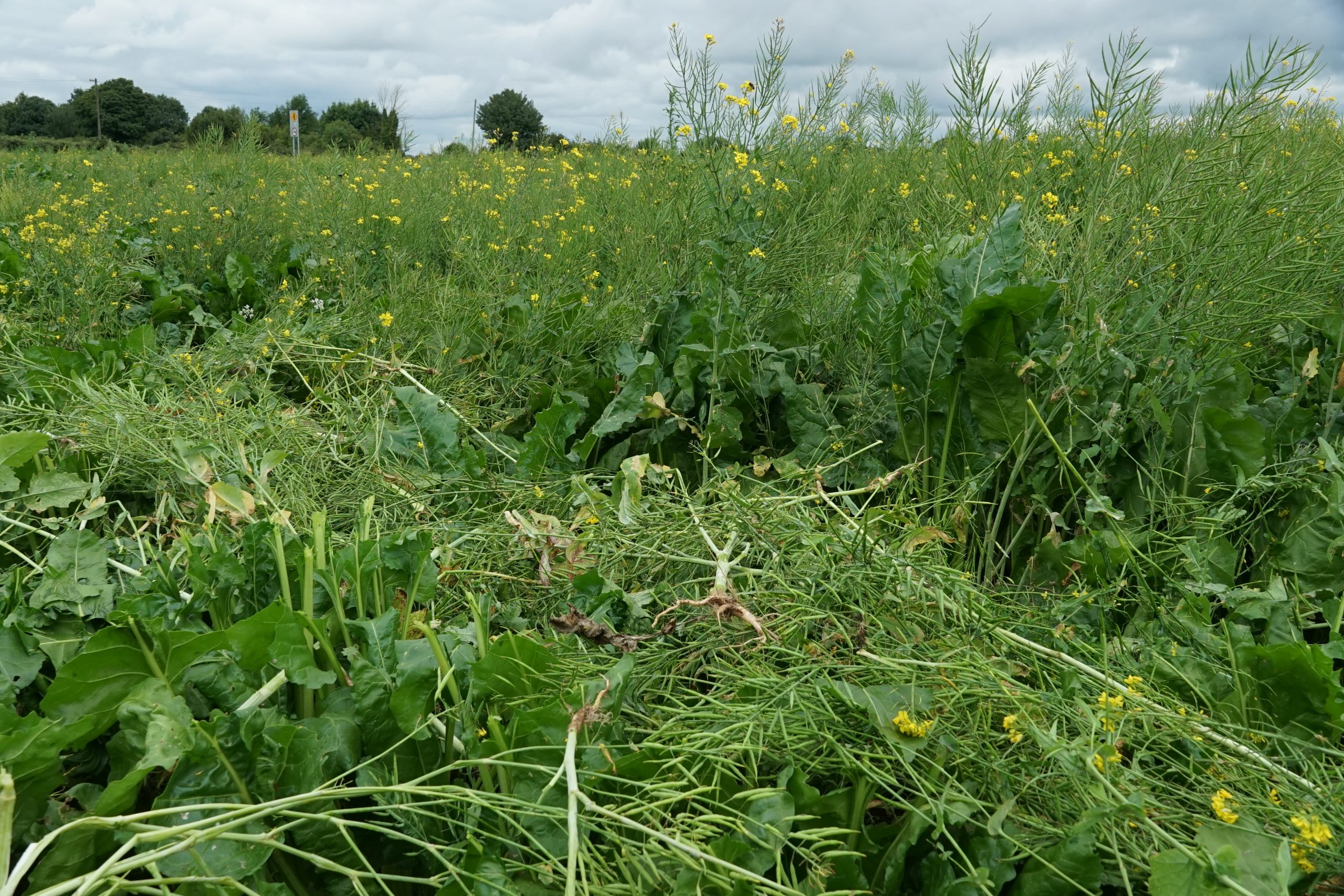 The action of the machine can be clearly seen in this patch of infestation. The beet itself is nipped rather than pulled.