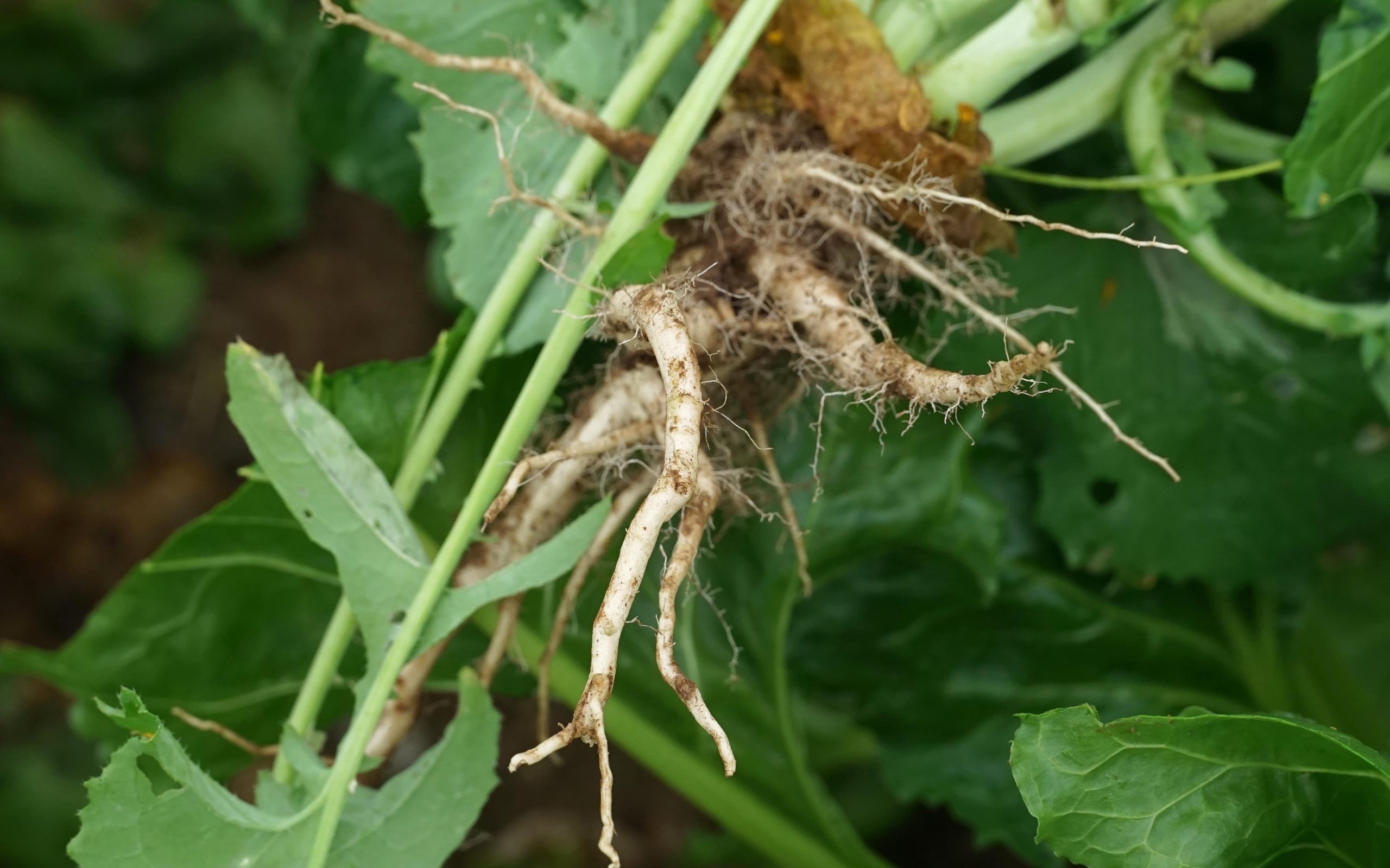 In the right conditions a clean pull of the weed and roots is achieved