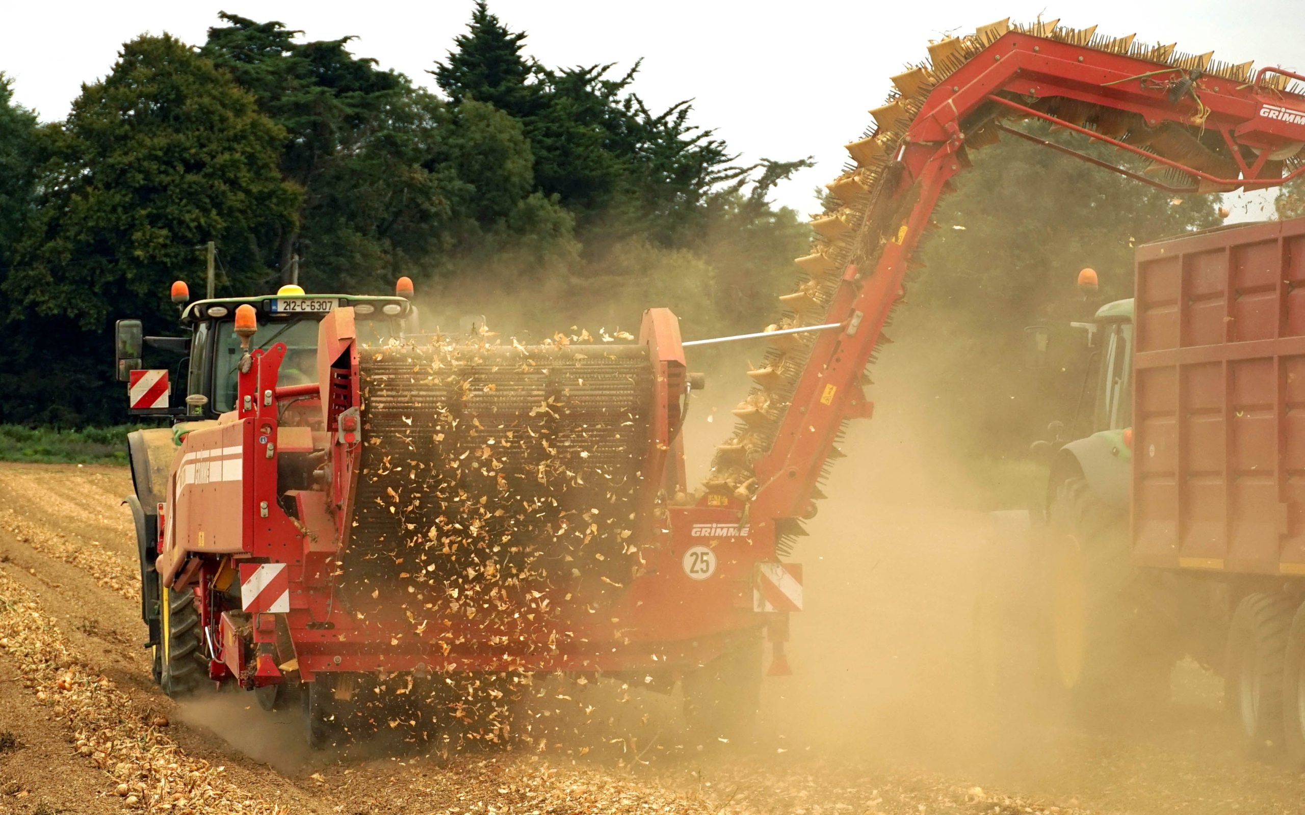 Once the neck has sealed, the bulbs can be harvested at speed due to their being less prone to damage during handling